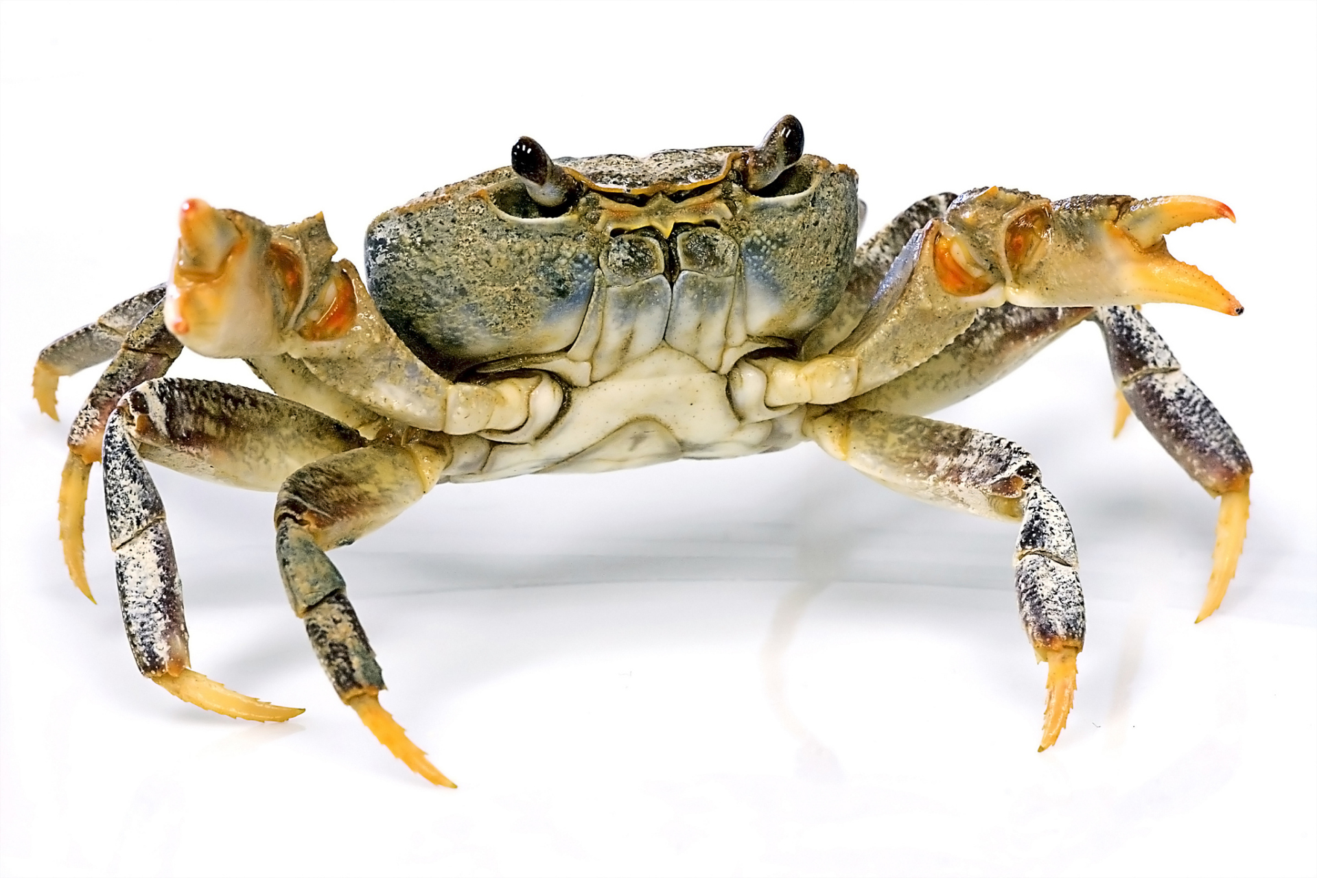 螃蟹竟然成了打工人办公室新宠物!