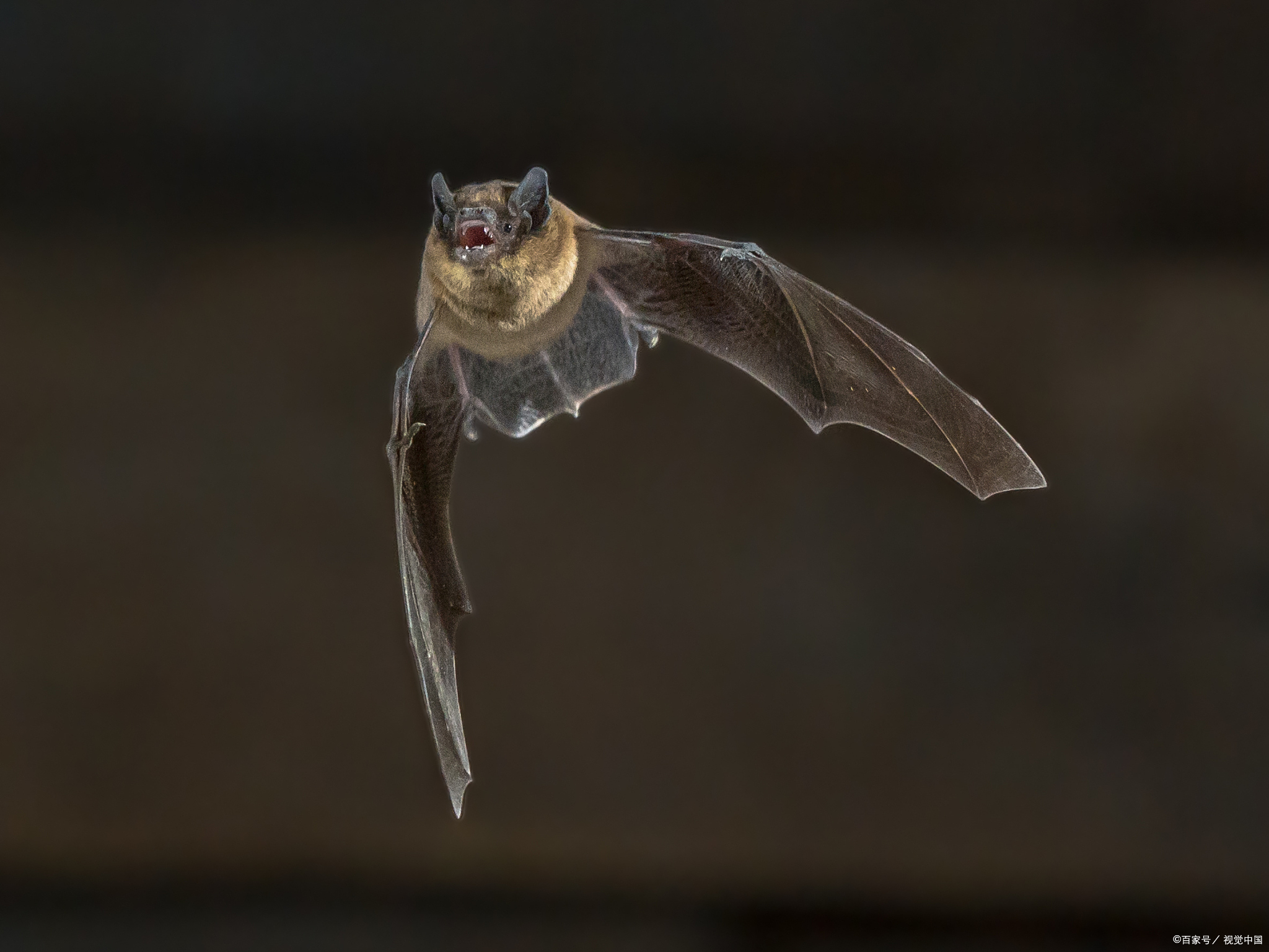 驱赶蝙蝠最简单实用的办法