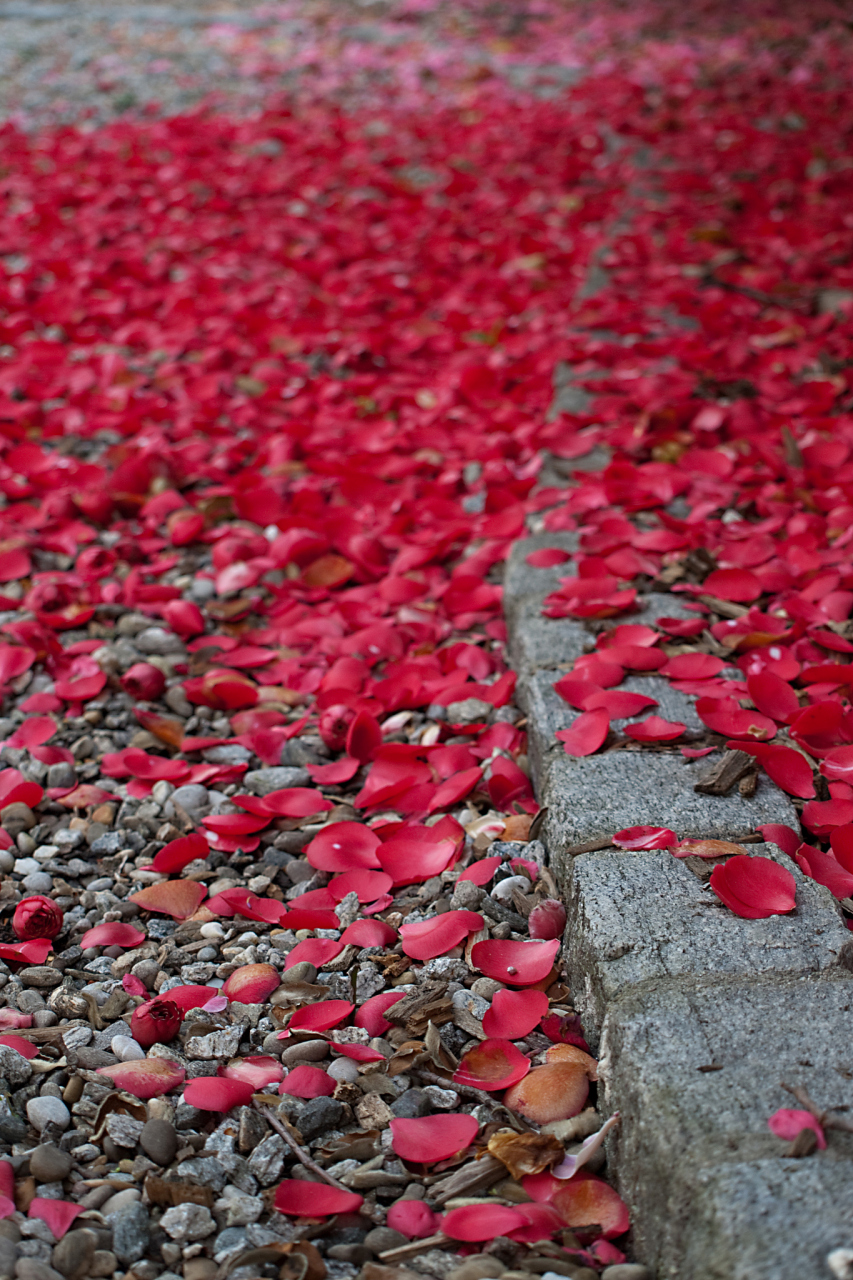 早起过龙溪,一桥红色落花,感昨夜清明风雨而写七绝,寄托他乡思故乡