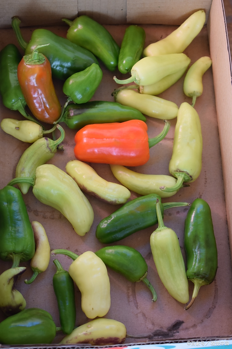 彩椒跟辣椒的区别 外观颜色 彩椒颜色丰富多样,常见的有红色,黄色