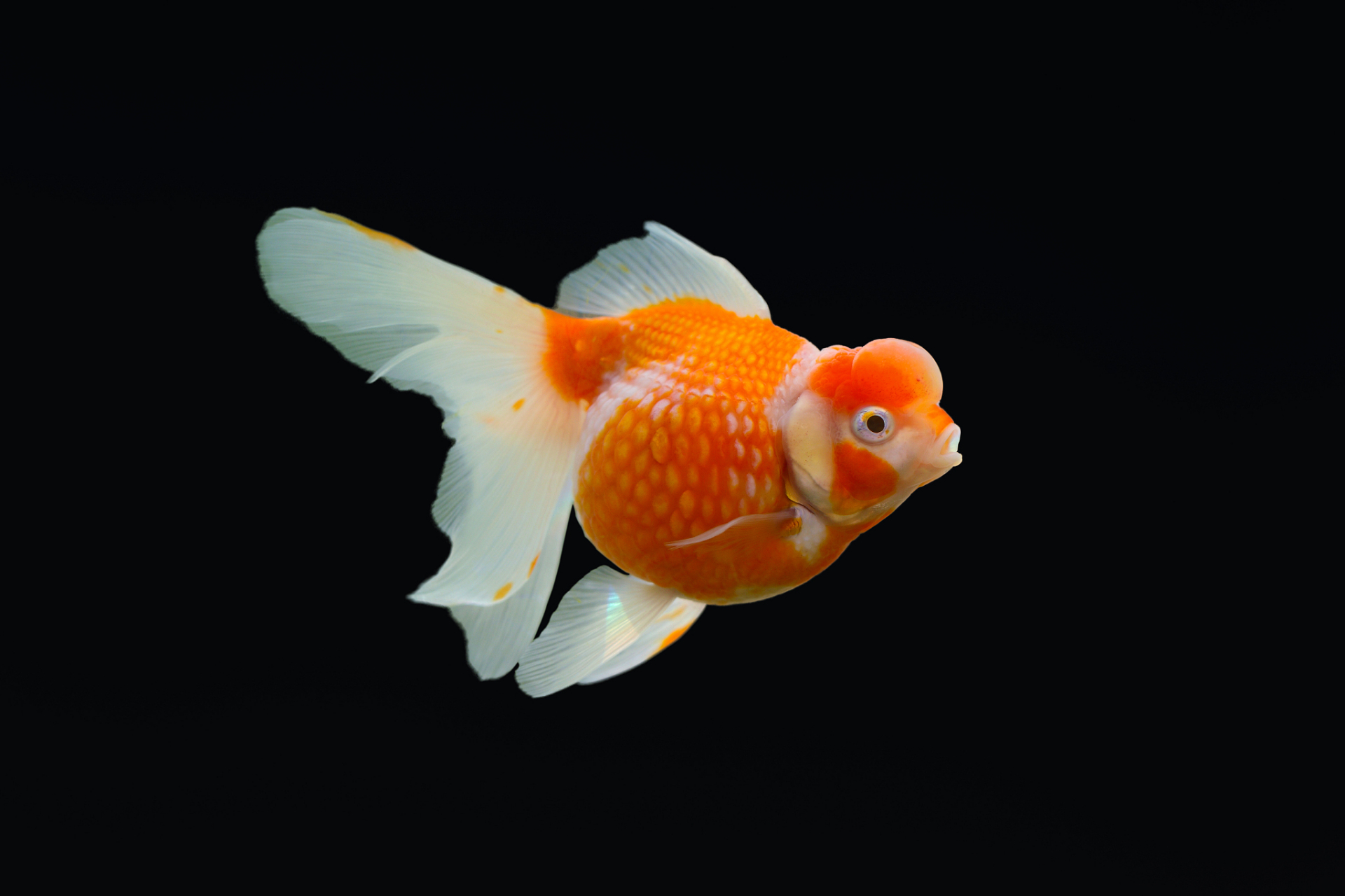 金鱼的喂养方法包括提供合适饲料,控制喂食量和频率,注意水质管理及