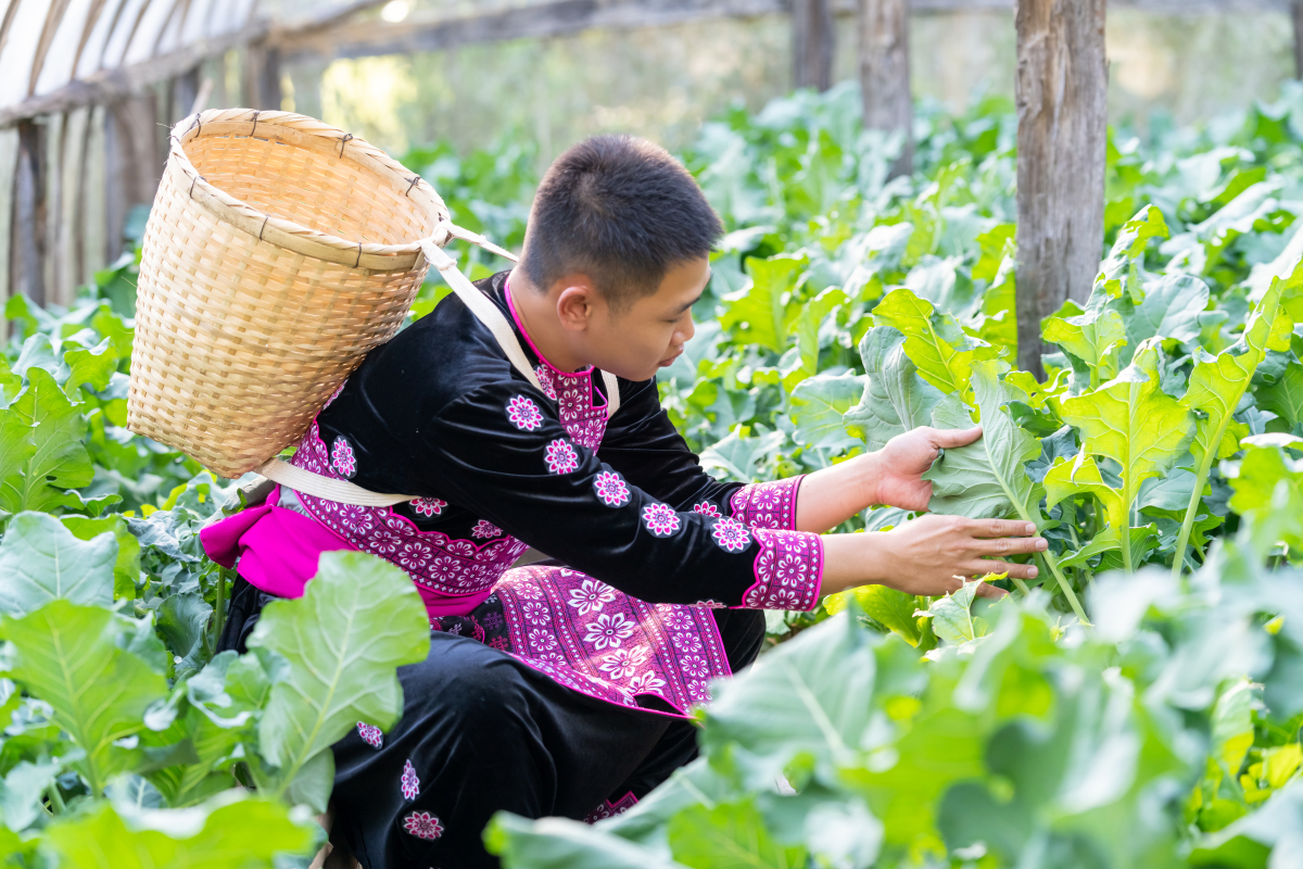 想象一下,太阳初升,鸟儿欢唱,一位农民伯伯手握锄头,在绿油油的田野
