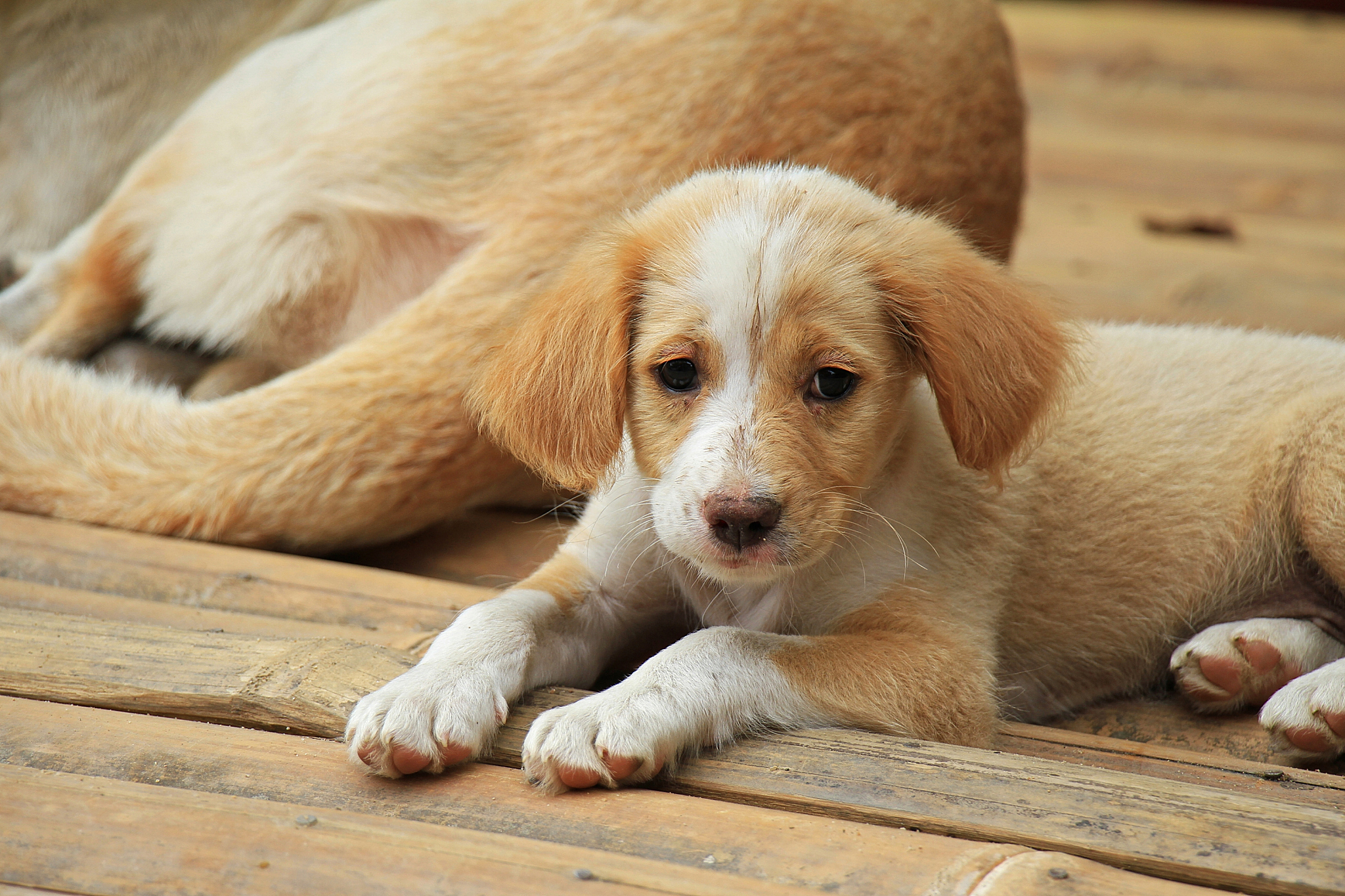 狗狗不打疫苗可能带来严重后果,包括易感染传染病,传播疾病,高昂治疗