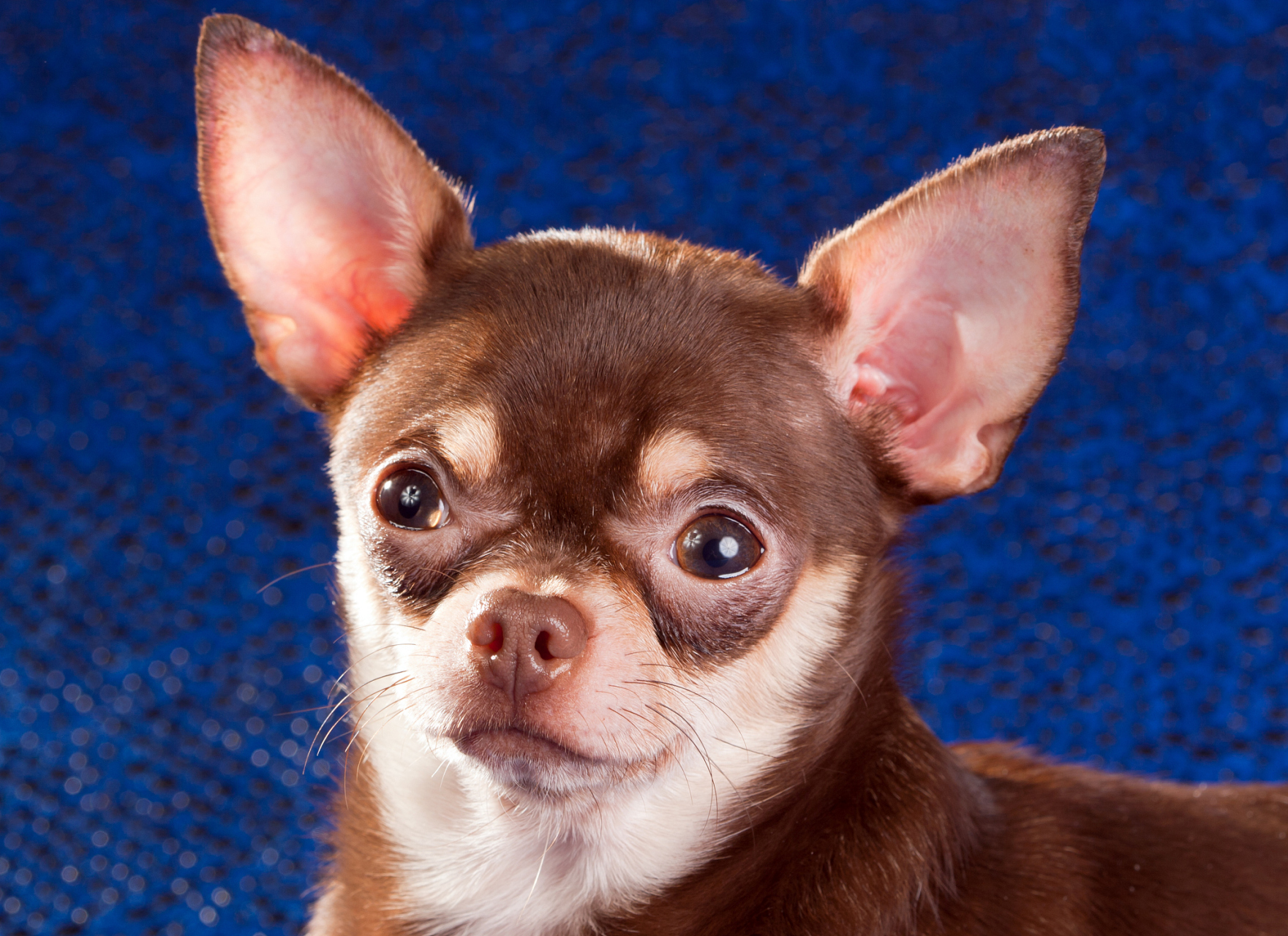 养#吉娃娃#犬应该注意什么  吉娃娃犬是一种可爱的小型犬,但是在养护