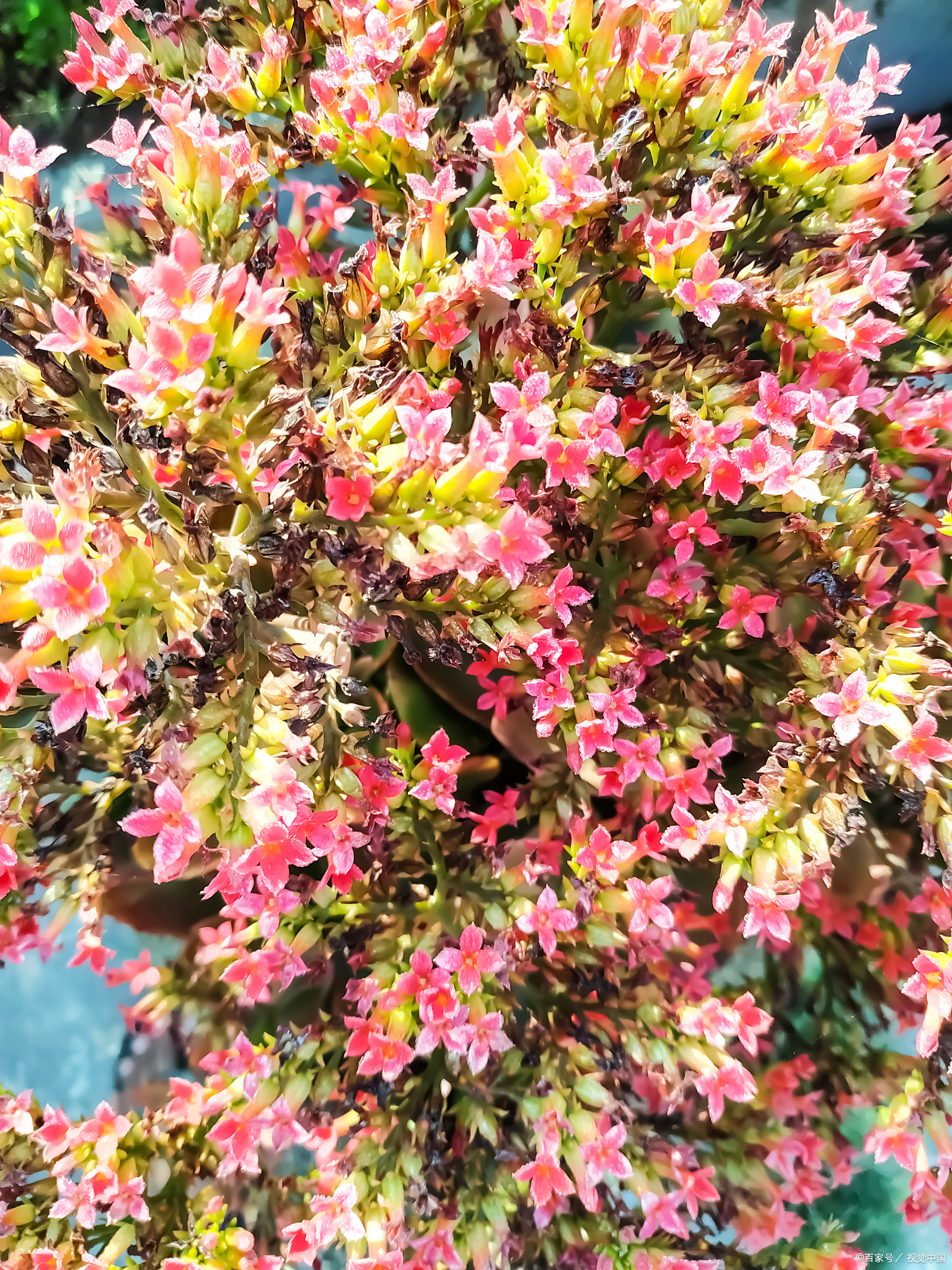 五彩锦带树的种植方法