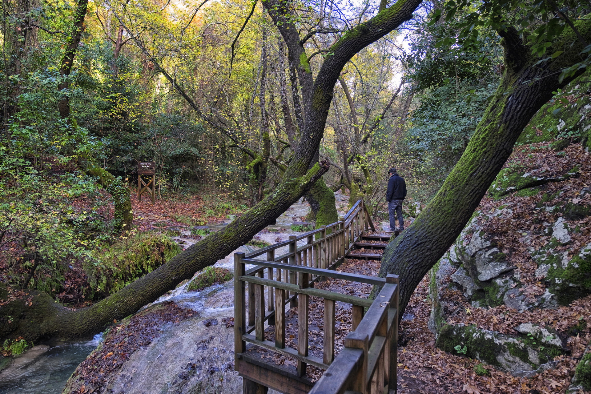 仲夏消暑季#夏季去哪玩 四明山森林公园是一个绝佳的天然空调室,以其