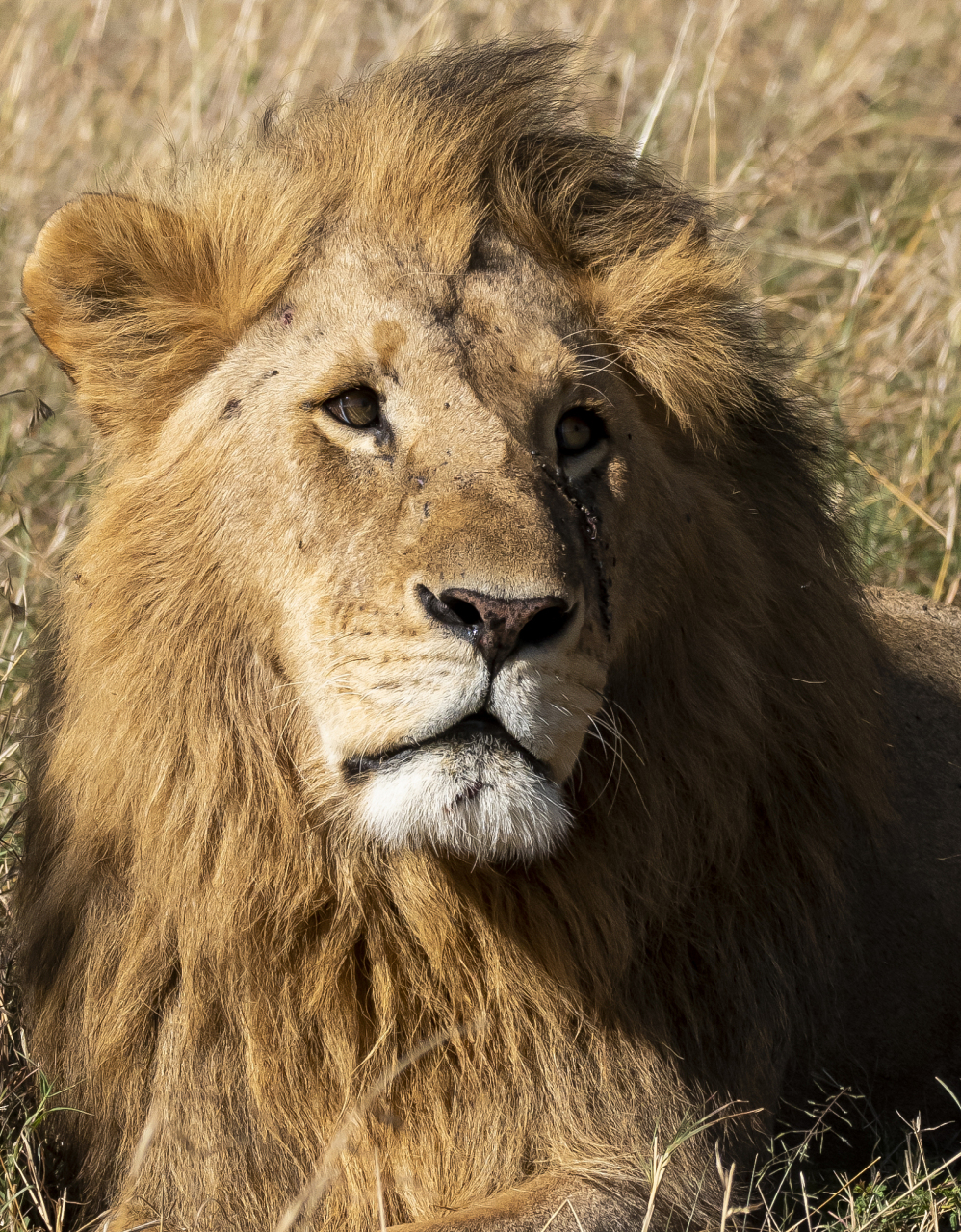 想要关系坚如磐石?来了解一下天蝎座,金牛和狮子这三大星座吧!