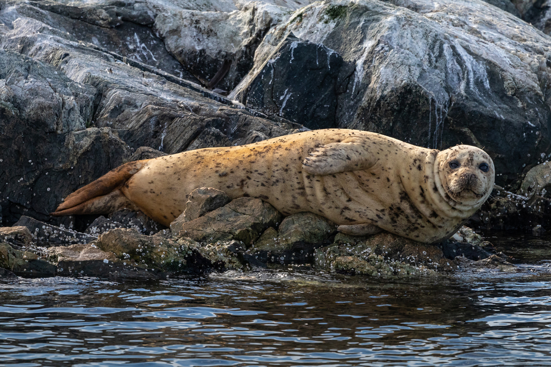 里海海豹是里海唯一的海洋哺乳动物,在世界其他任何地方均不存在.