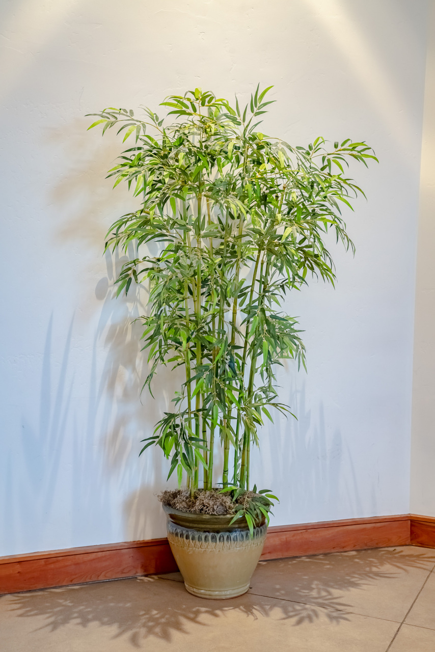 93  第一招:检查光照 竹子虽喜阴,但也不能完全不见光.