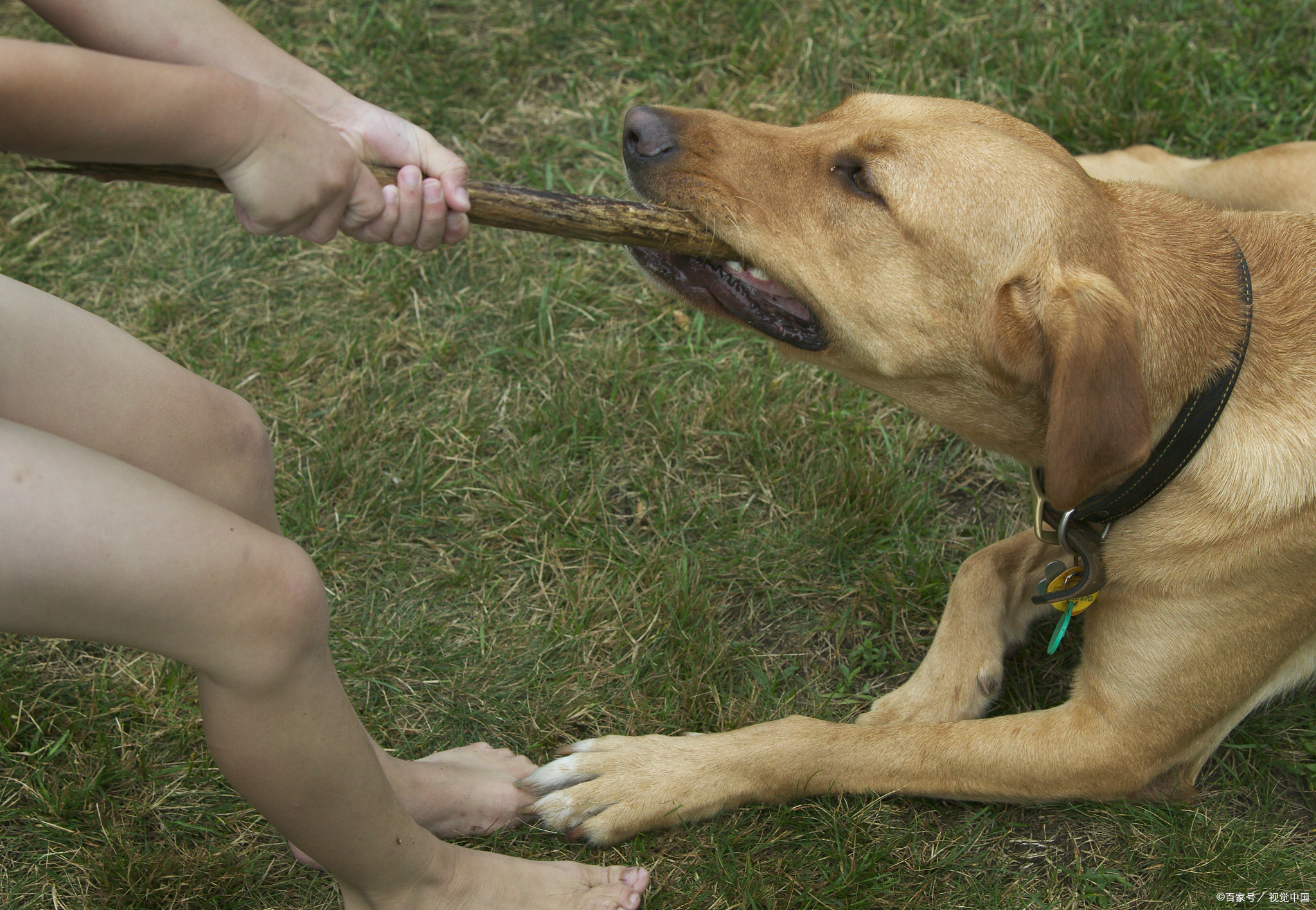 狗狗追路人吼叫怎么办
