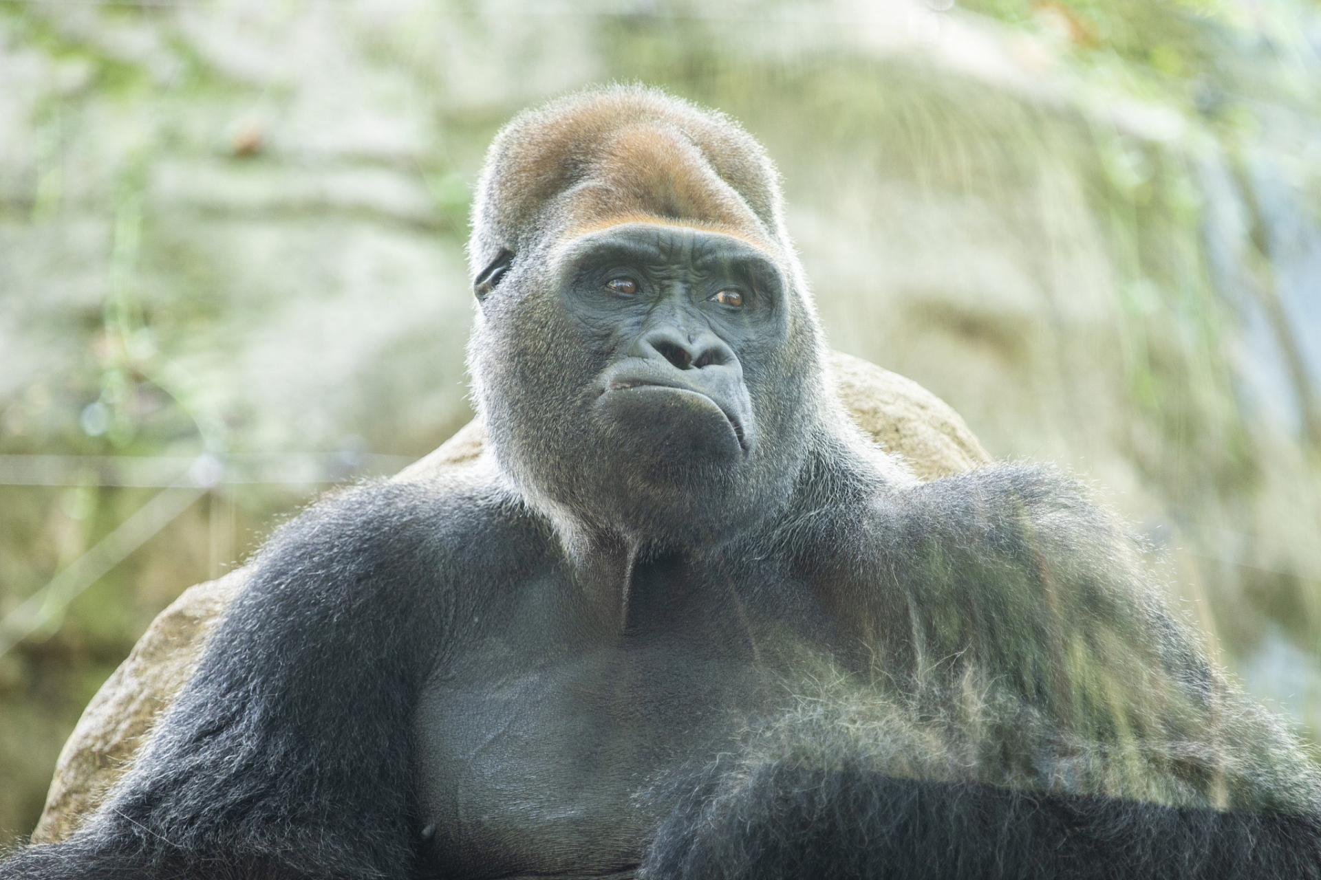 [原文:史前巨猿:生命与环境的交.