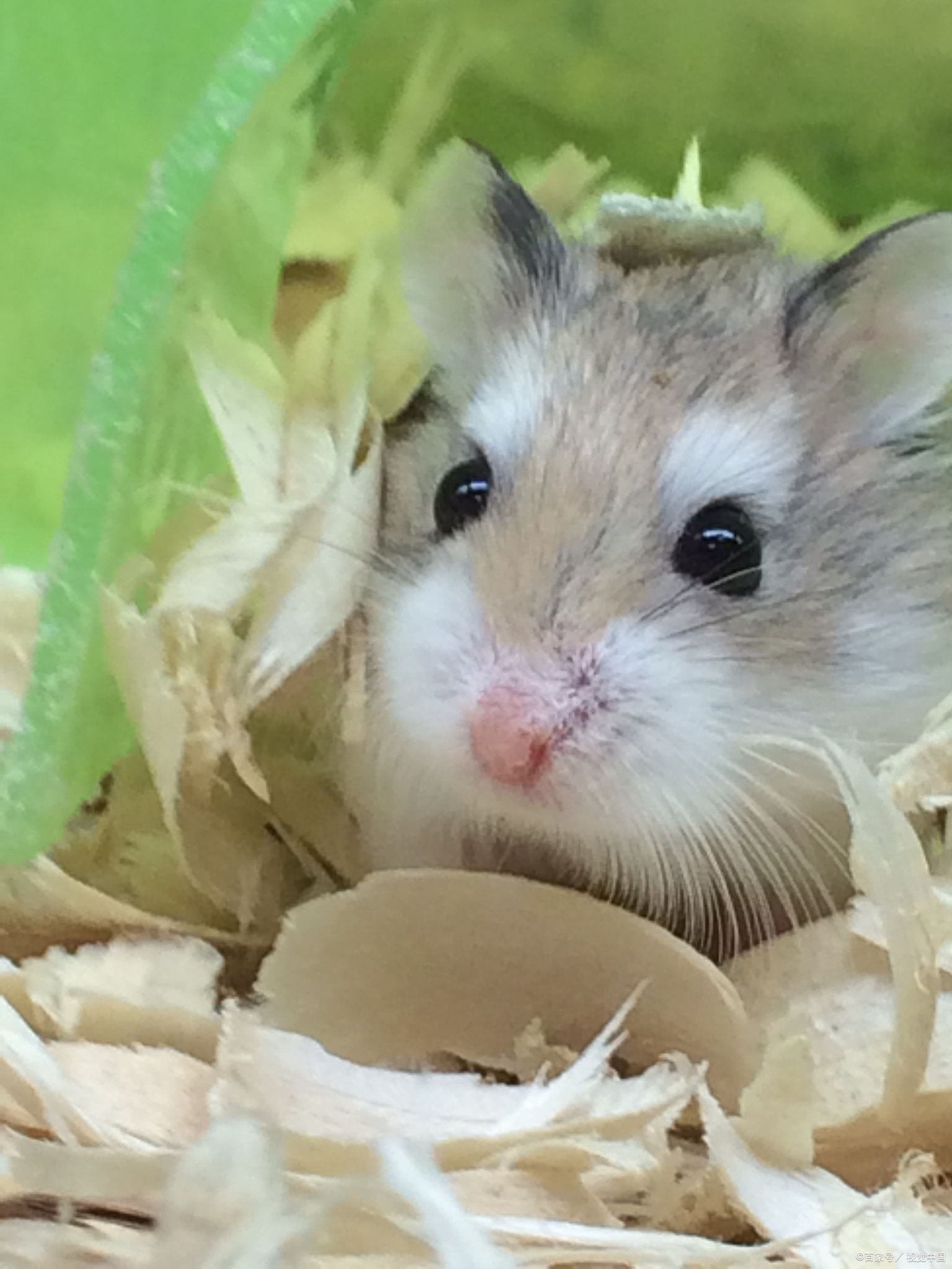 仓鼠在家里跑丢了怎么找回来