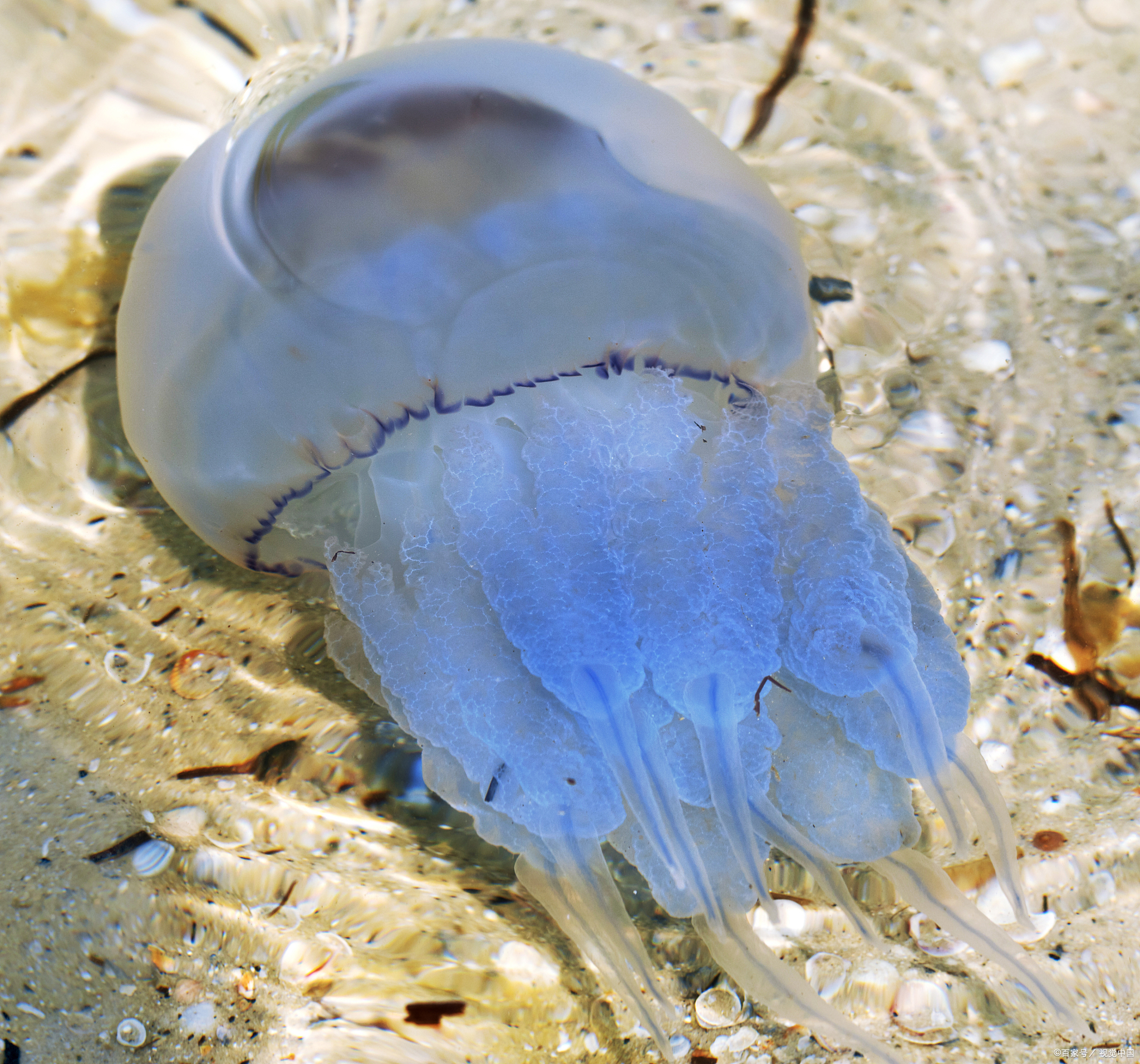"水"好基友:揭秘僧帽水母的神奇生存之道