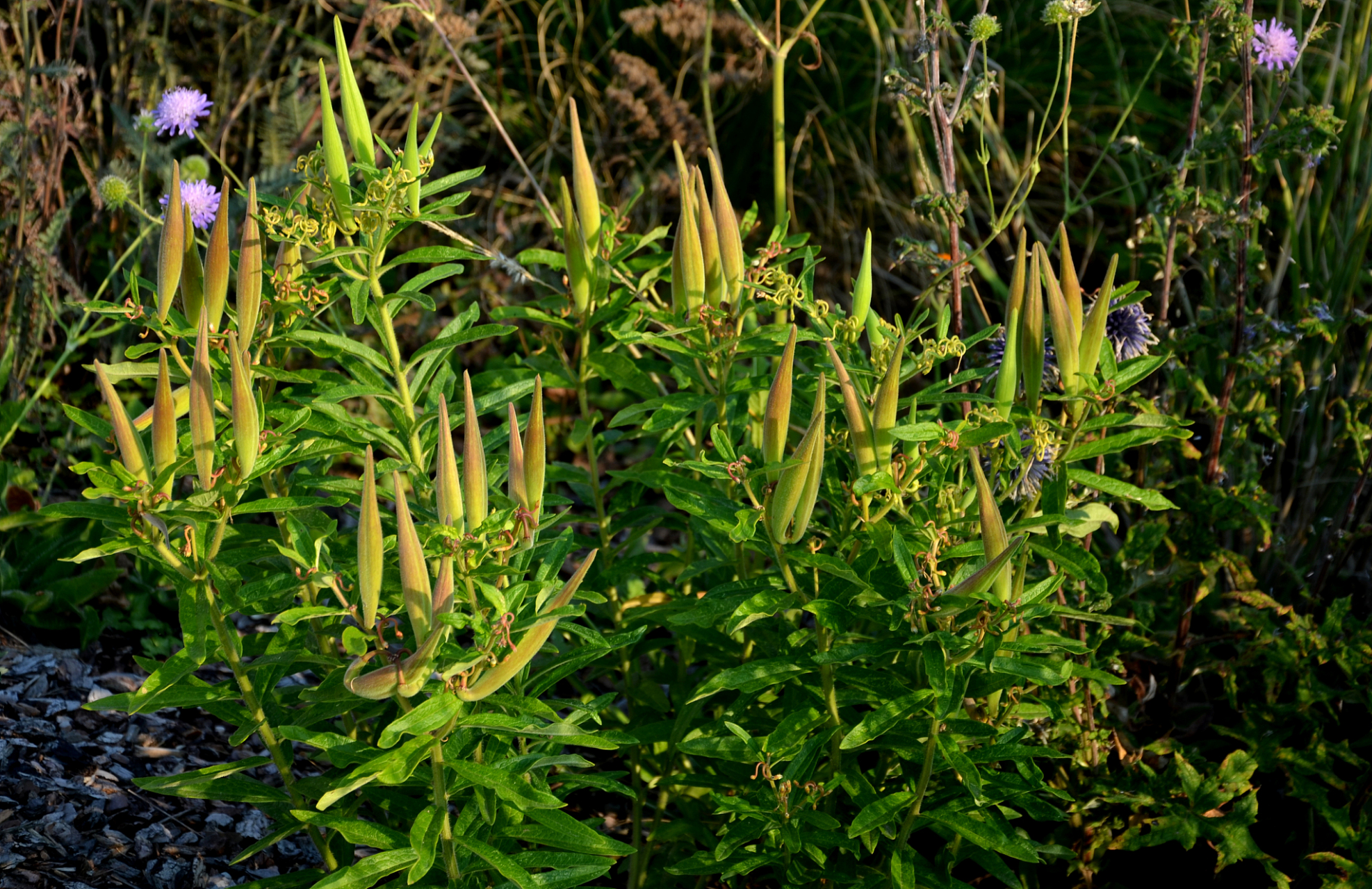 中医运用"柴胡舒肝解郁汤"治疗前列腺肥大(前阴癥积),小便癃闭不通