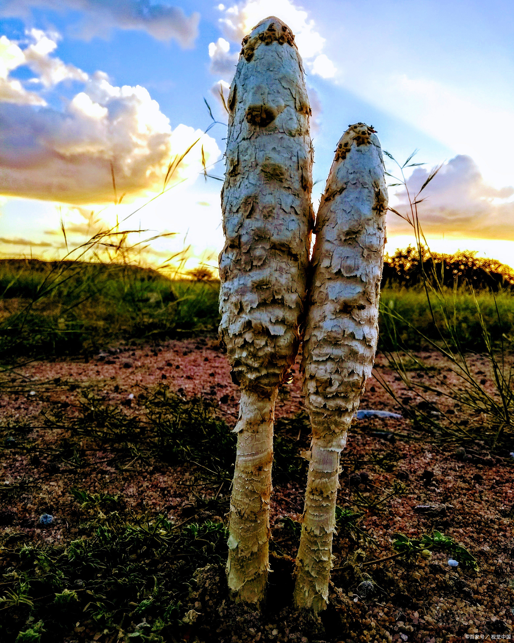 中医告诉你"沙漠人参"如何轻松化解便秘困扰!  大家好,我是王大夫.