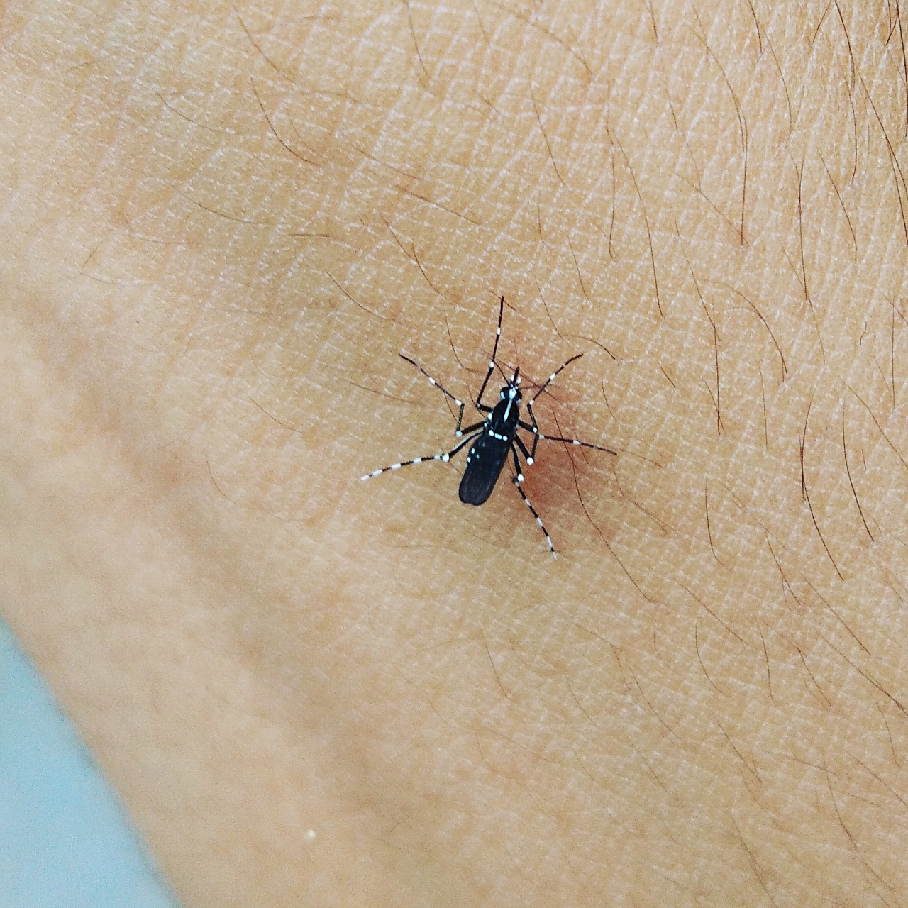 飞蚂蚁名叫隐翅虫,是一种带有强酸性毒液,黄黑相间的小虫子.