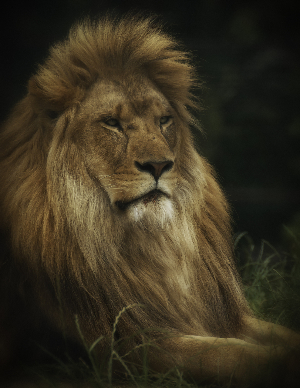 世界狮王霸气出动,究竟给我们带来了哪些启示和教训?