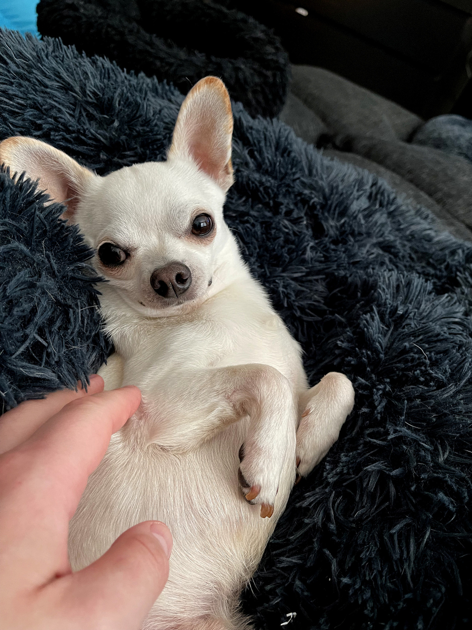 吉娃娃,源自墨西哥的小型短毛犬!娇小可爱,活泼聪明又忠诚无比.