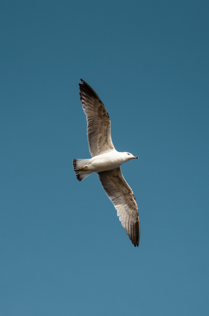 鸟儿没有思想, 依然能够借风飞翔, 它在飞翔的时候