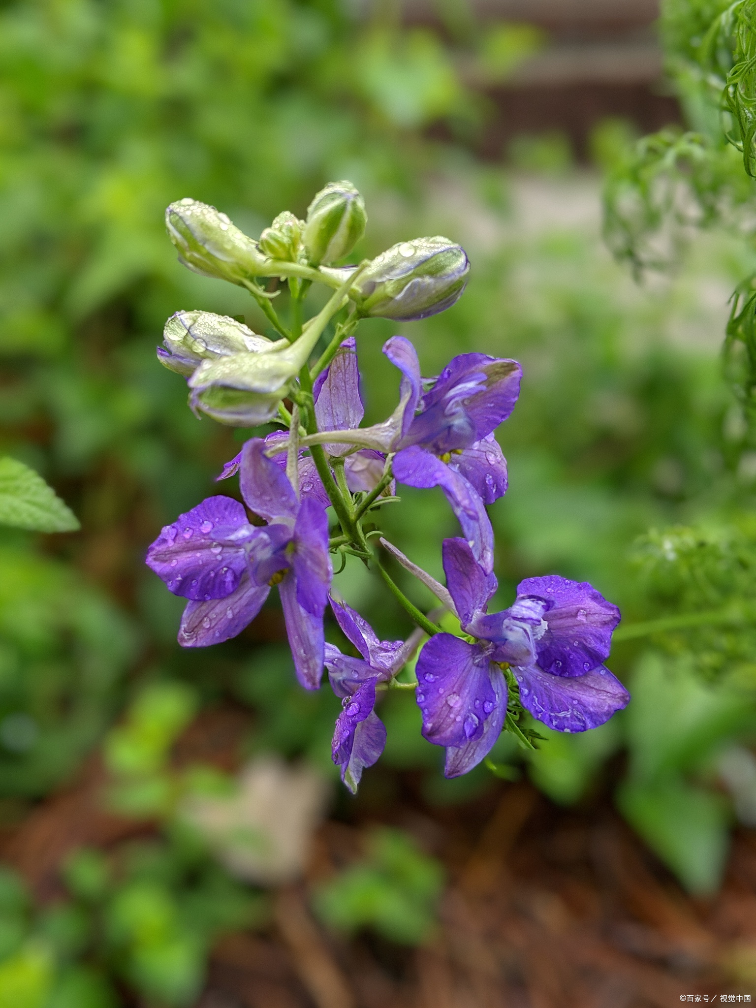 清热燥湿药:黄芩