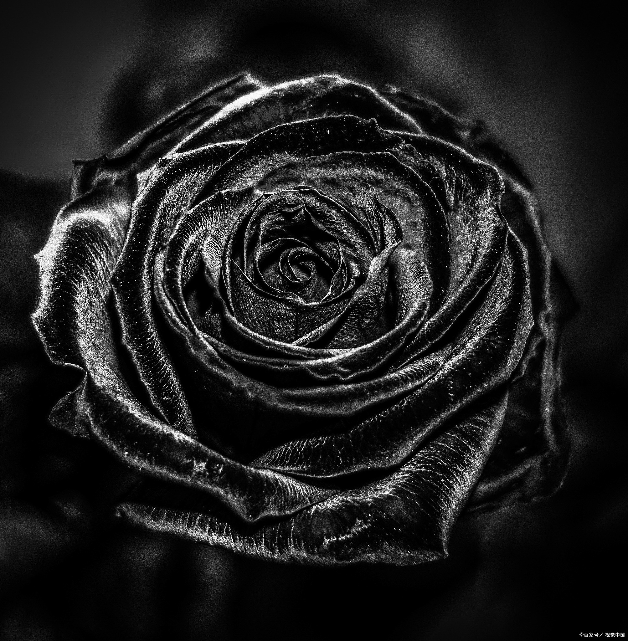 黑玫瑰一般送什么人?