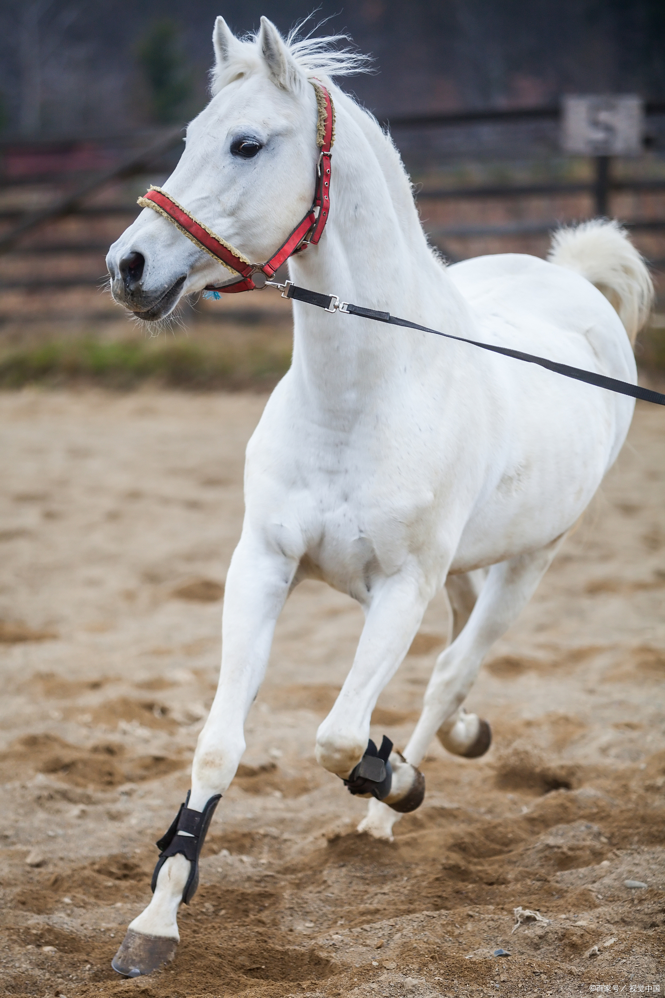 后来,黄新廷忍痛割爱,把这马送给了贺龙元帅.