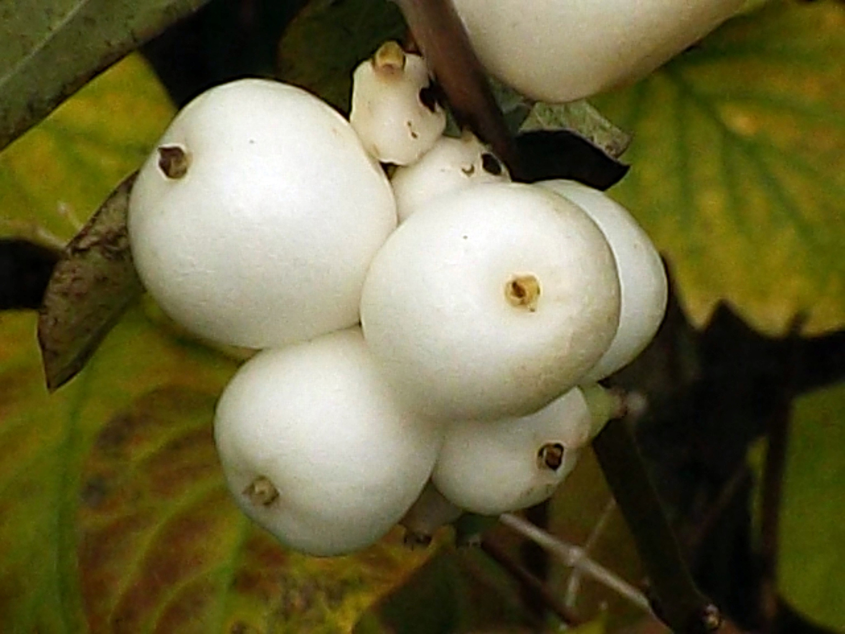 白饭果 白饭果又叫白饭木,是一种常见的美味野果,通常生长在比较潮湿