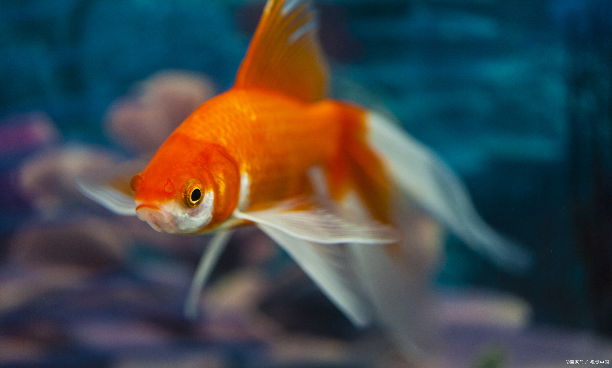 亚甲基蓝泡一晚上鱼会有事吗?亚甲基蓝正确使用方法