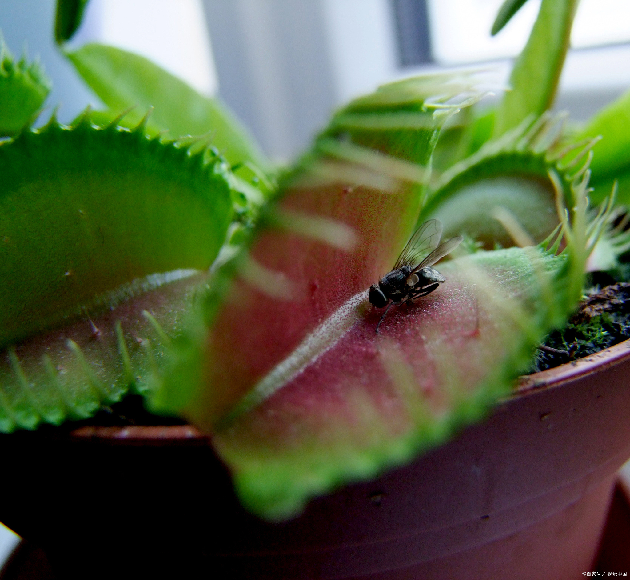 捕蝇草的养护之道:轻松掌握,生活更添绿意