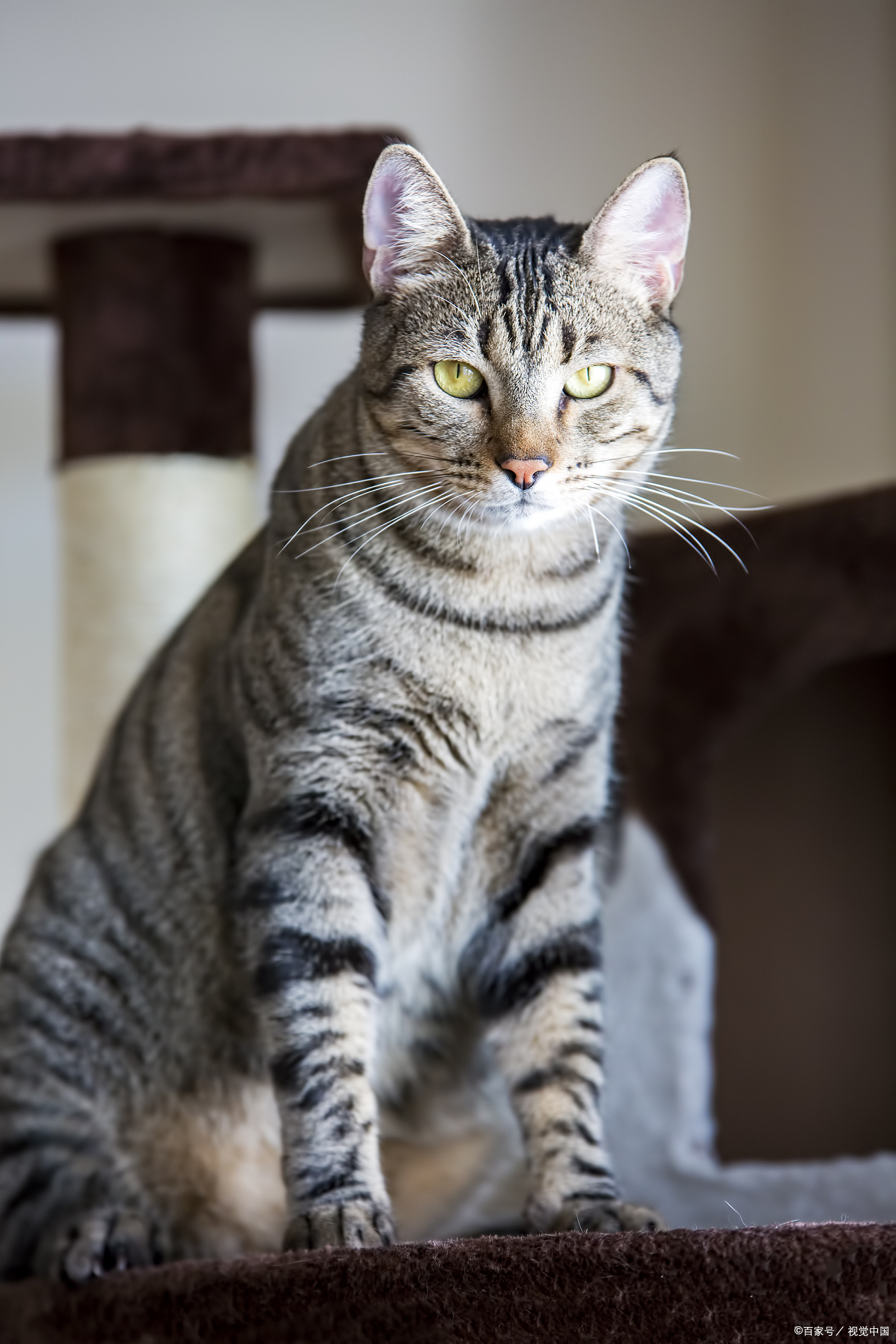 狸花猫 特征:经典虎斑纹(鱼骨纹或斑点纹),毛色多为棕黑相间,四肢