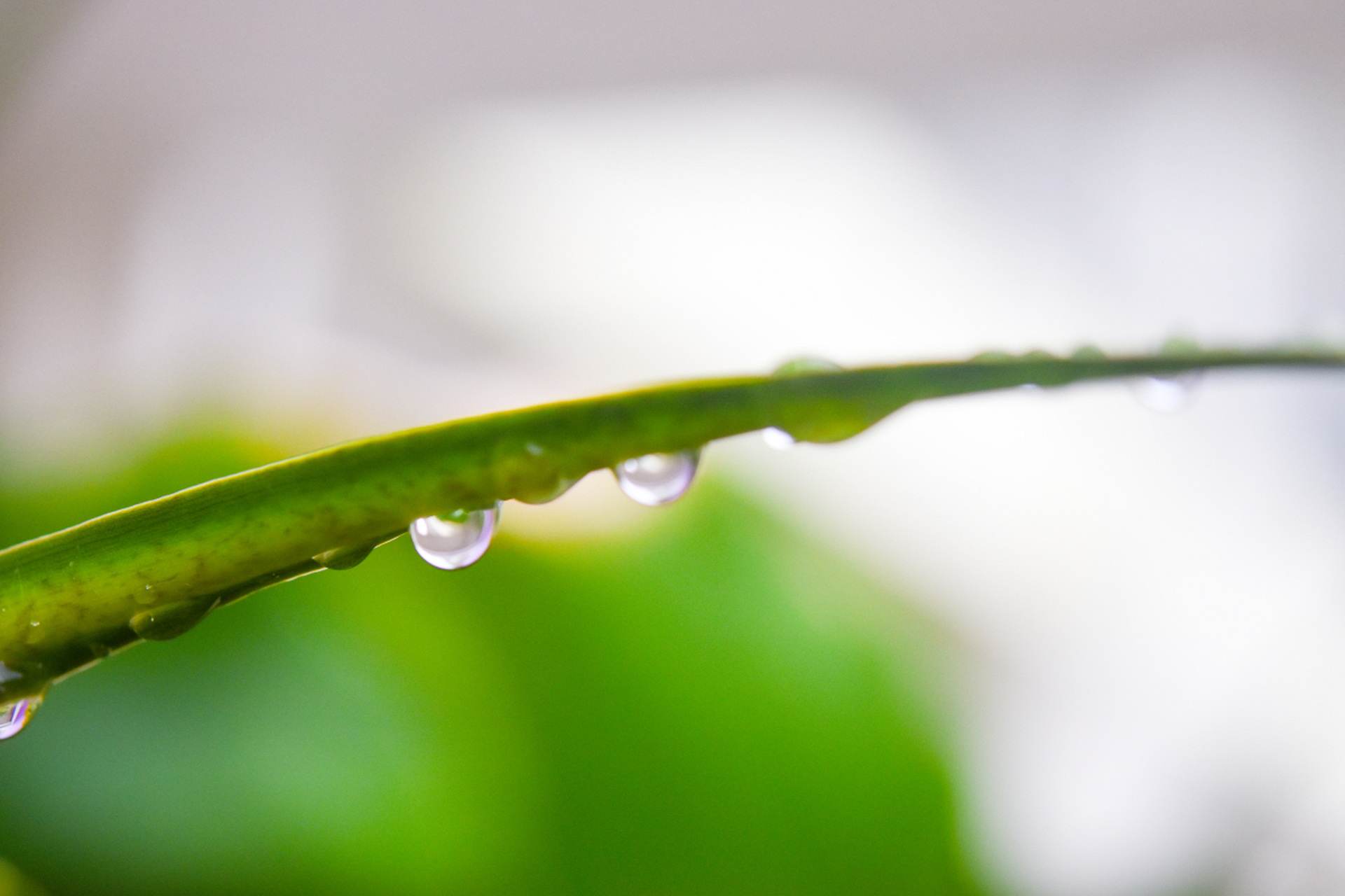 大自然#  露水,那晶莹剔透的小水珠,常常在清晨的绿叶上,花瓣间出现