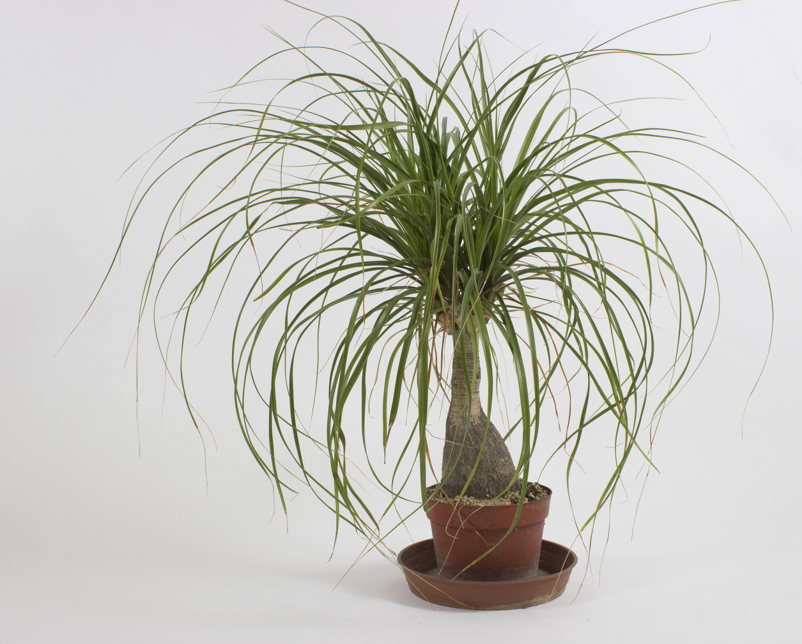 千年木,又称为龙血树,是一种常见的室内观叶植物.