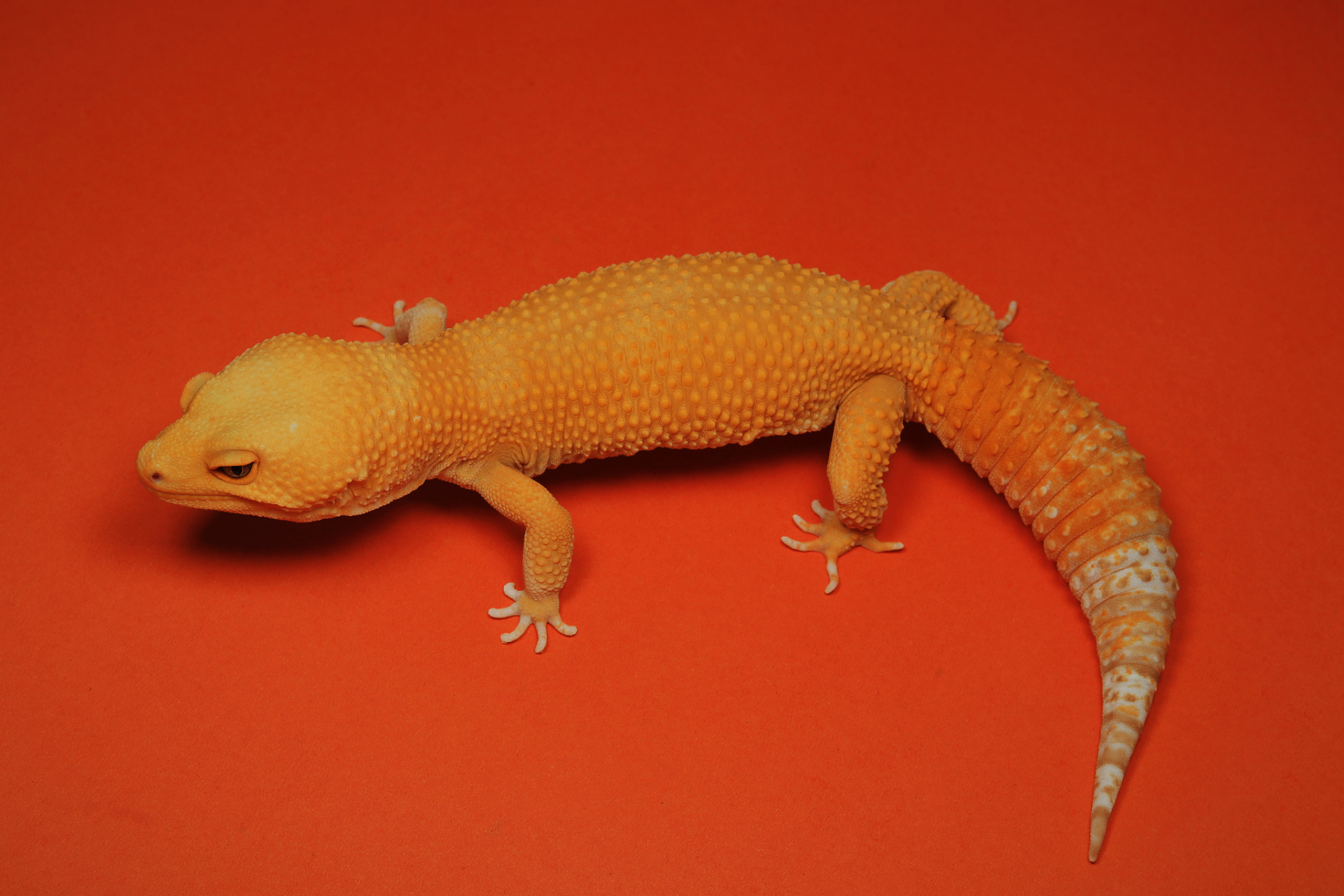 一般来说,小型守宫的寿命在2到5年之间,而大型守宫的寿命可以达到10年