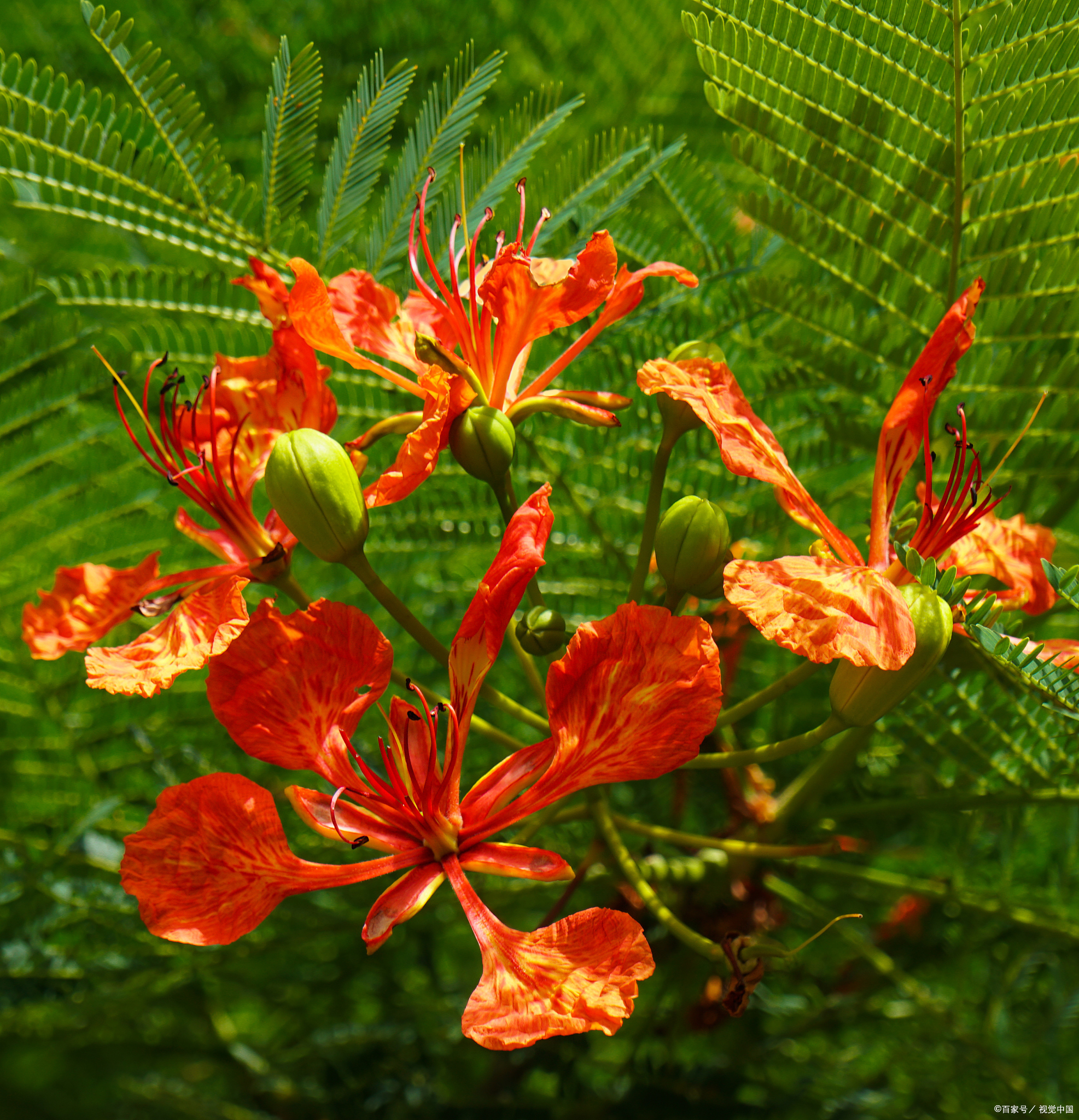 凤凰花的花语是什么意思?