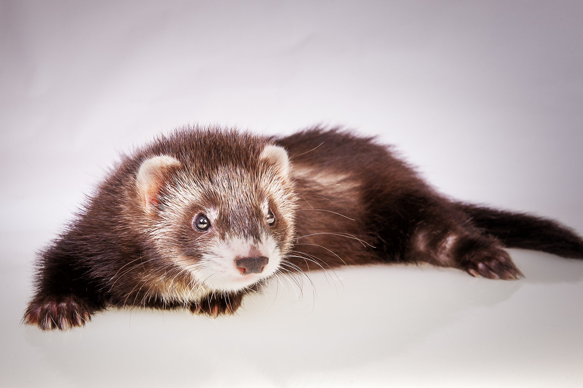 它们是群居动物,以家庭为单位生活,食物来源广泛