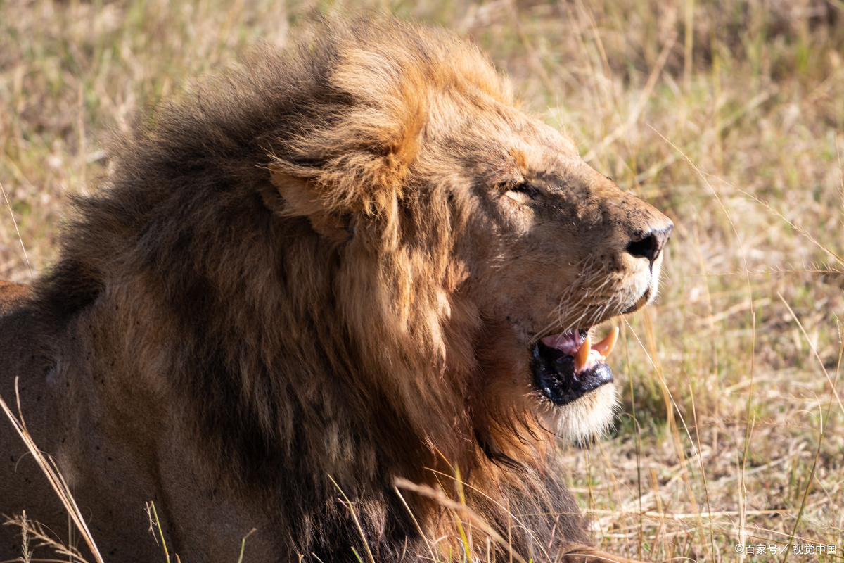 石狮子和真正的狮子一点都不像!我国古代的狮子形象从何处来?