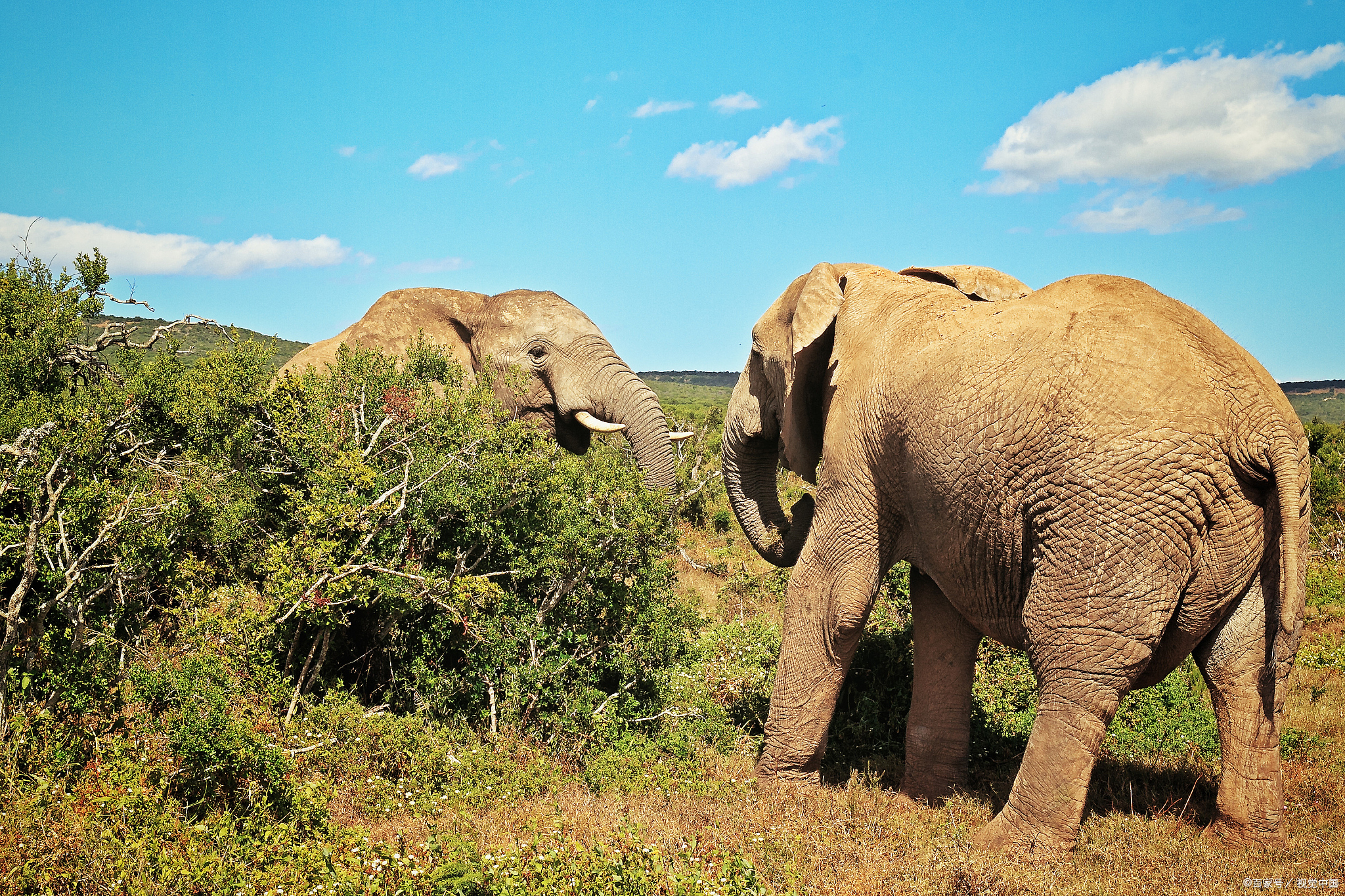 野生亚洲象内心哭唧唧,一路北上只为上个头条,容易吗?