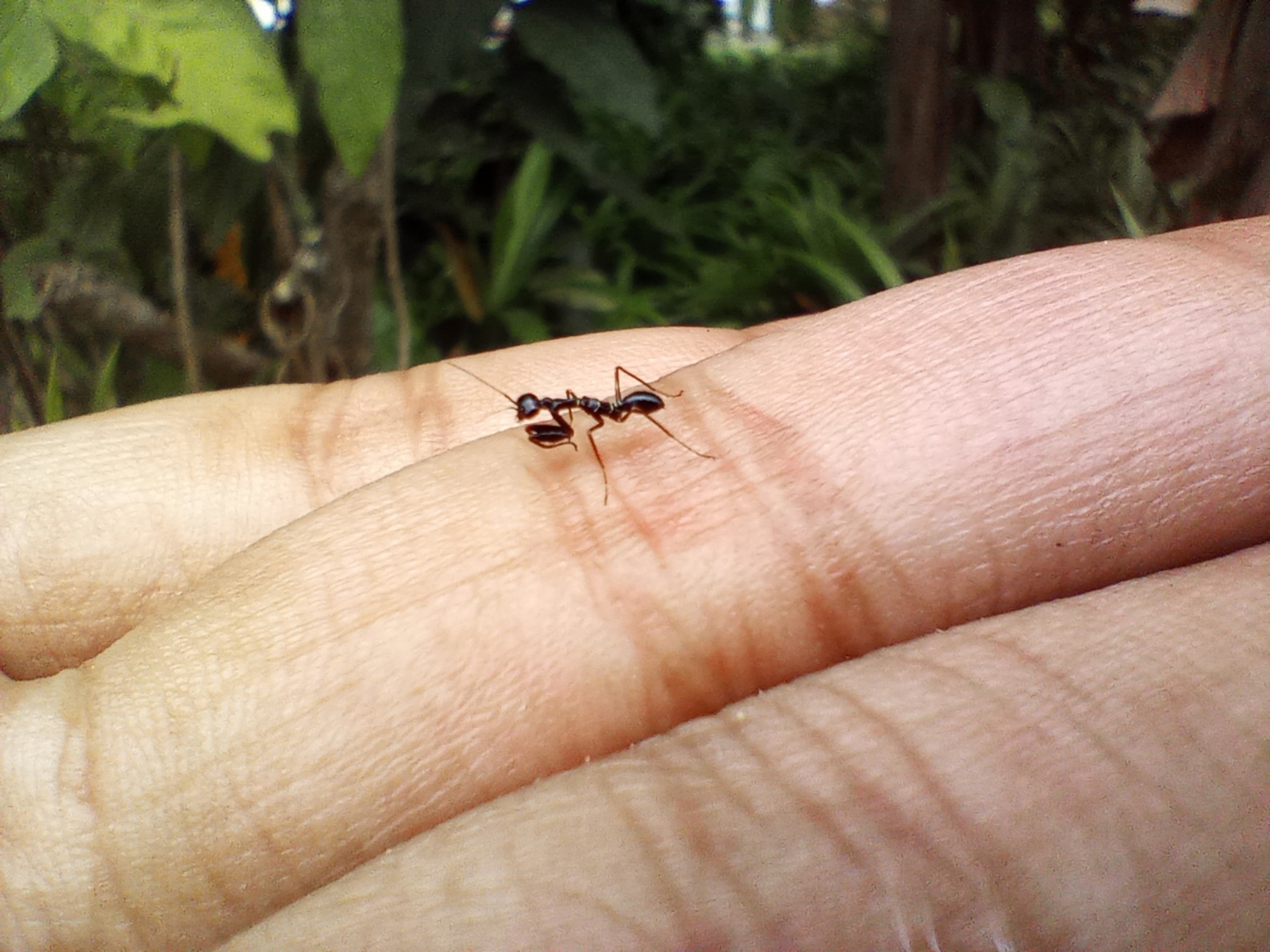 一般蚂蚁,攻击咬人时,上颚一边撕咬,一边喷洒蚁酸.