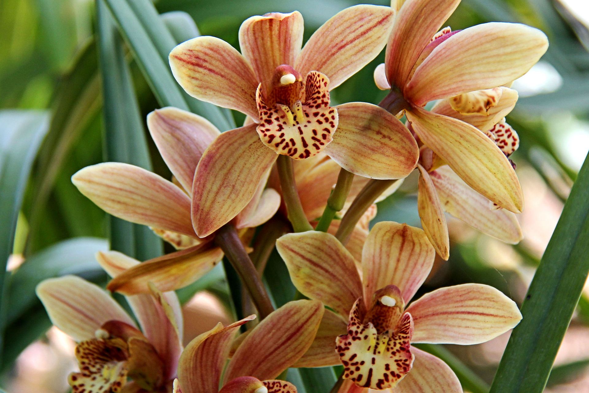 豆瓣兰是一种兰科植物,其独特的形态特征为兰花增添了一股活泼之风