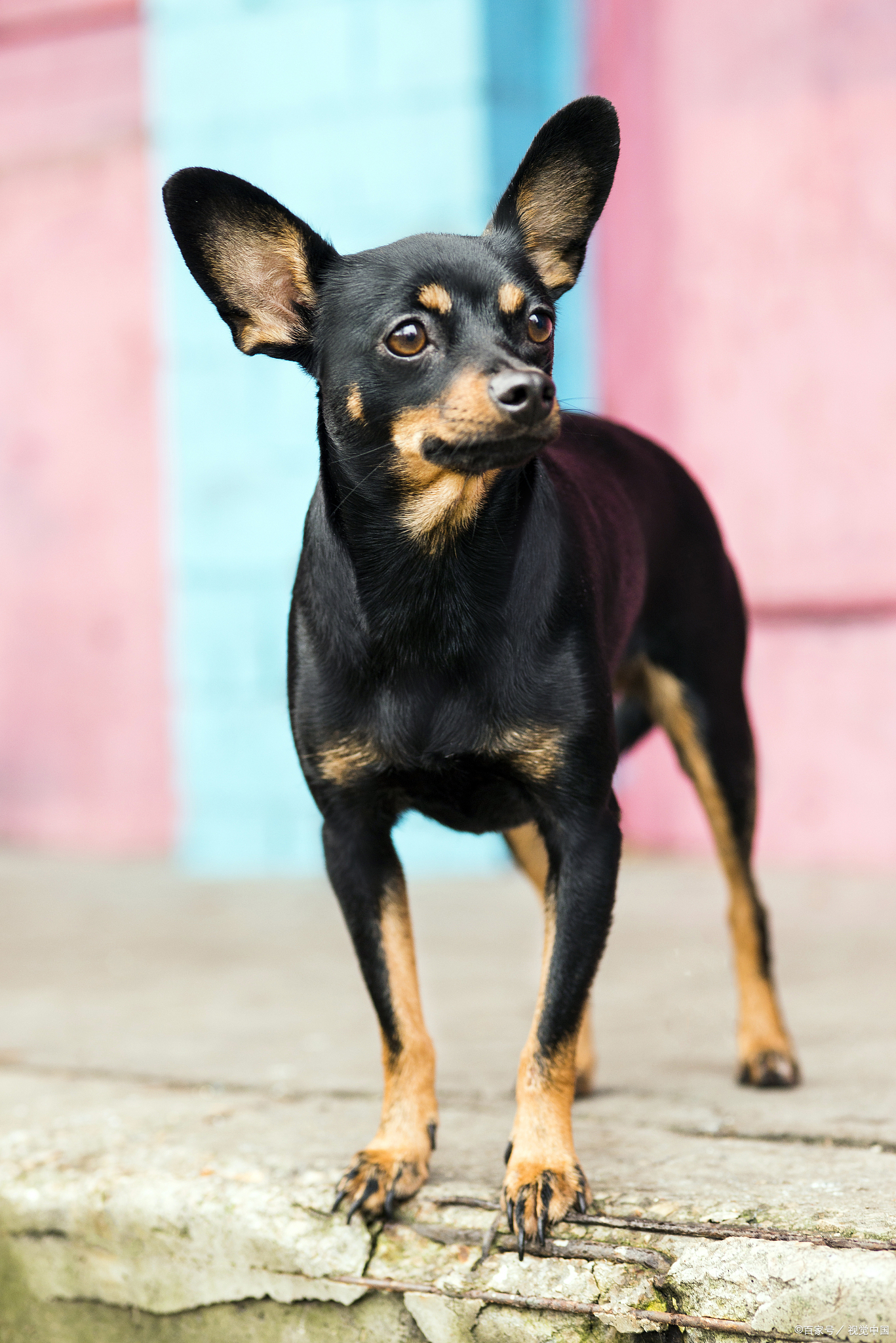 小鹿犬的智商有多高