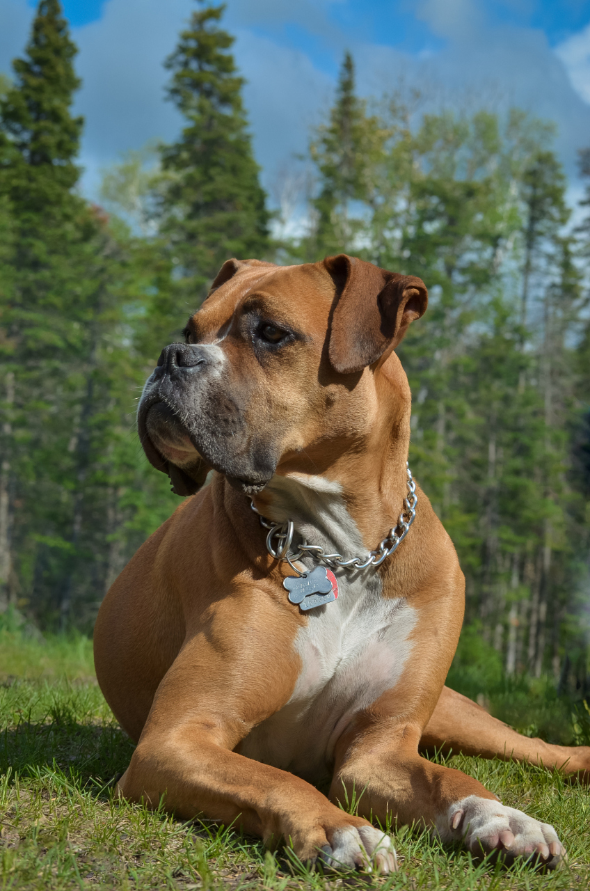 巴吉度猎犬非常聪明,易于训练,通常被用作猎犬或家庭宠物.