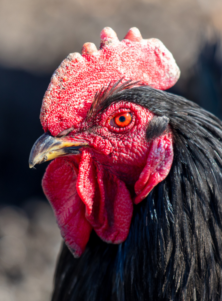 公鸡耳朵藏羽中,形态扁平听觉灵.除了听声还能社交!