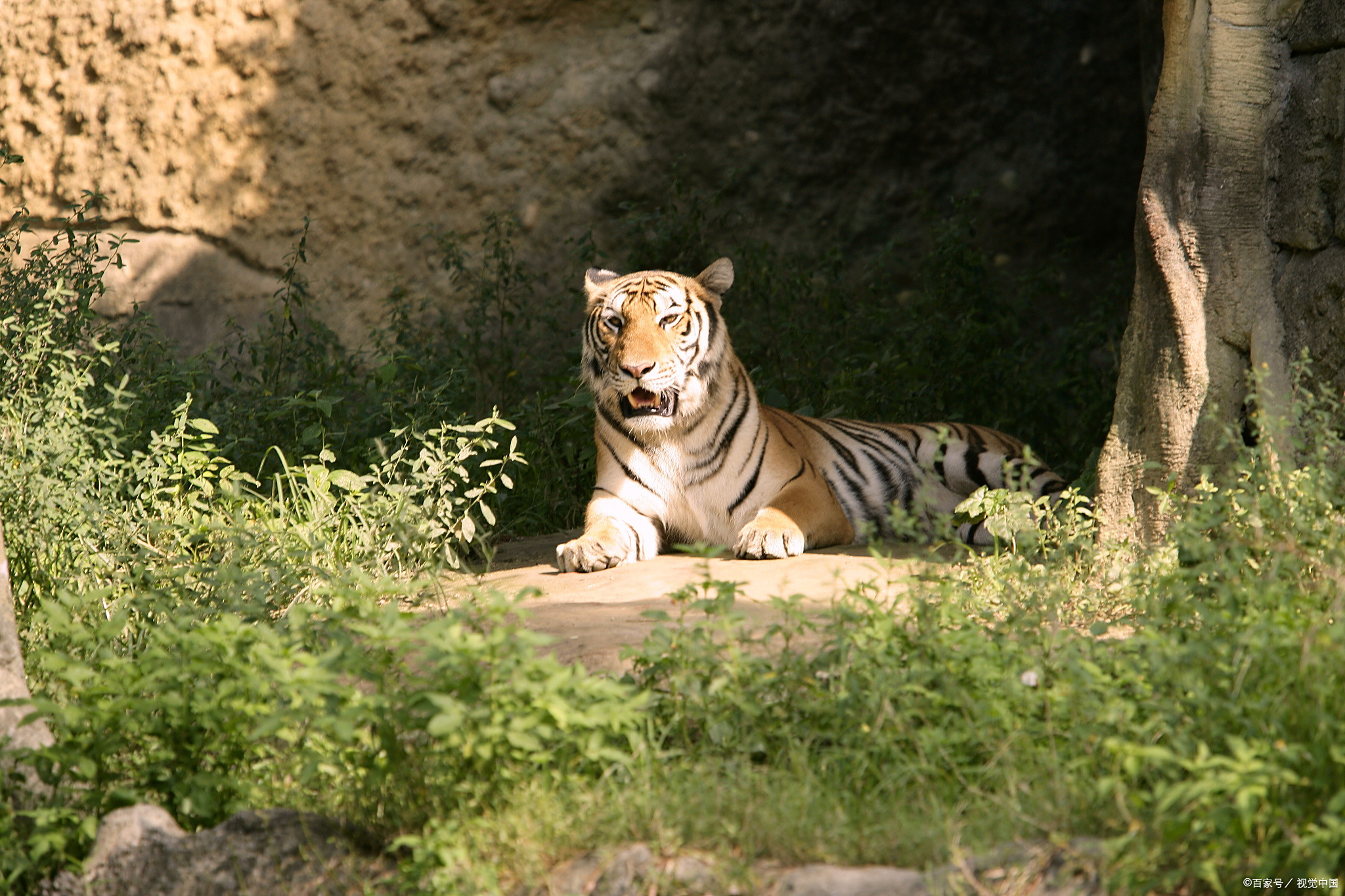 这些老虎的死亡涉及动物园在未取得人工繁殖许可证的情况下,非法