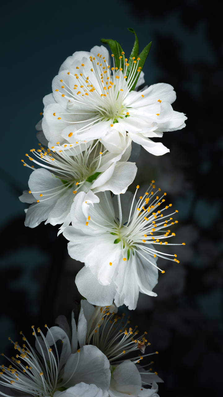 认识一株多肉——碧桃 [鲜花] [鲜花]可羡瑶池碧桃树,碧桃红颊一千年
