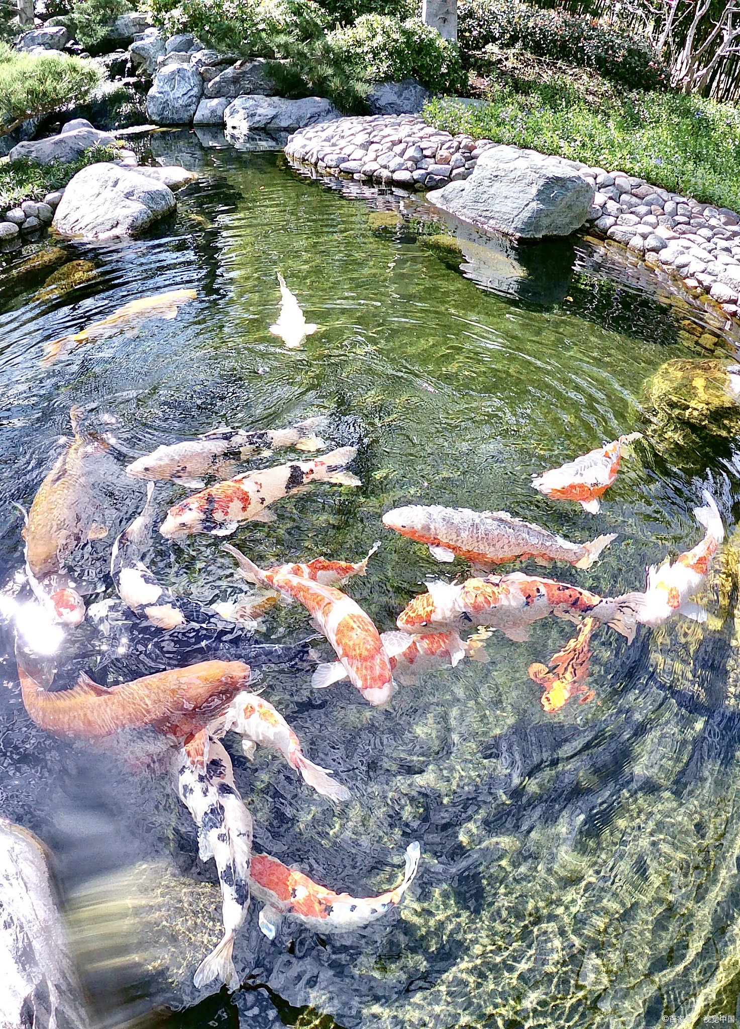 观音桥鲤鱼池图片