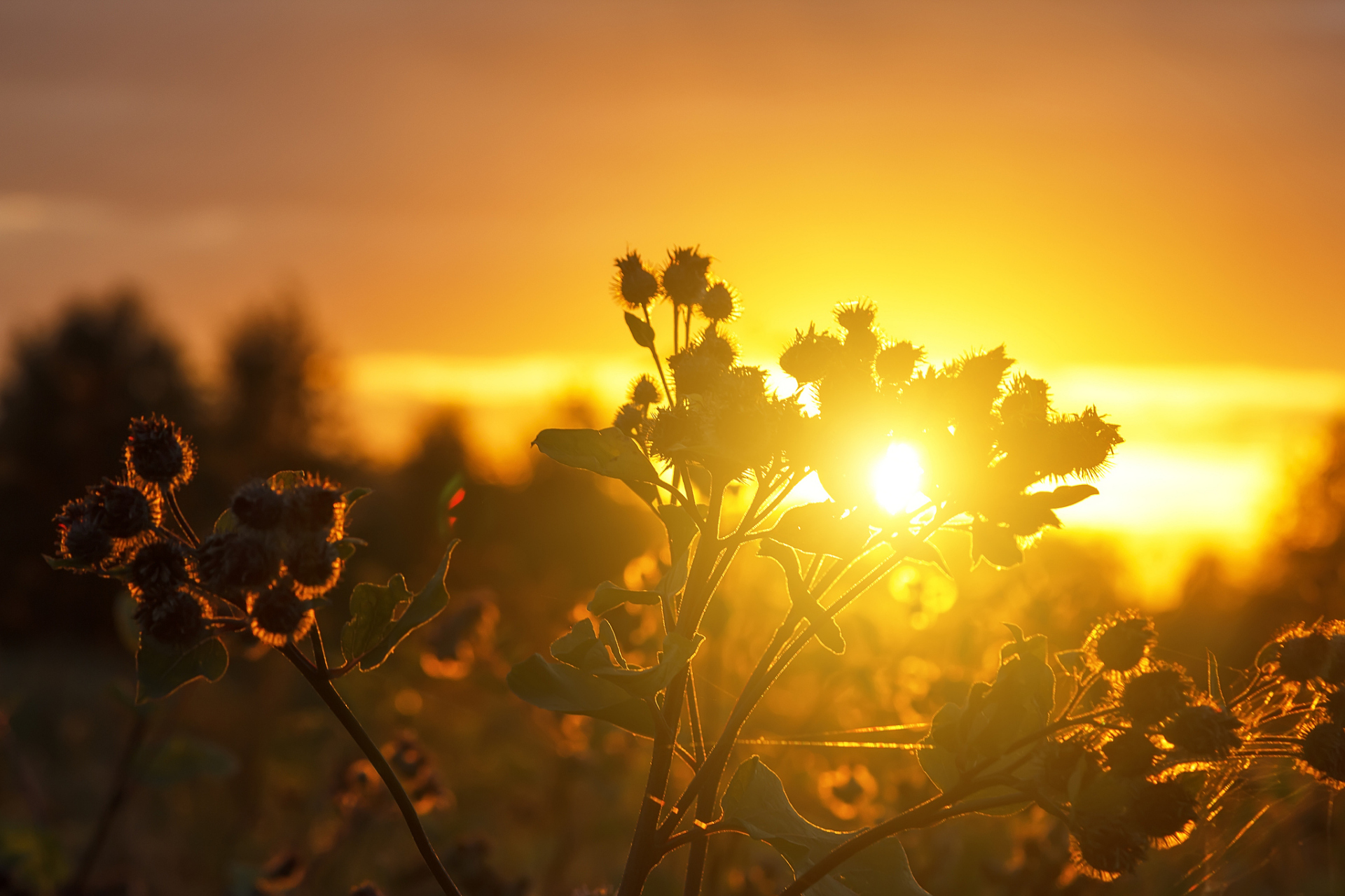 "致2024,愿你的晨曦如梦初醒,每一缕阳光都携带着无限可能与希望,照亮