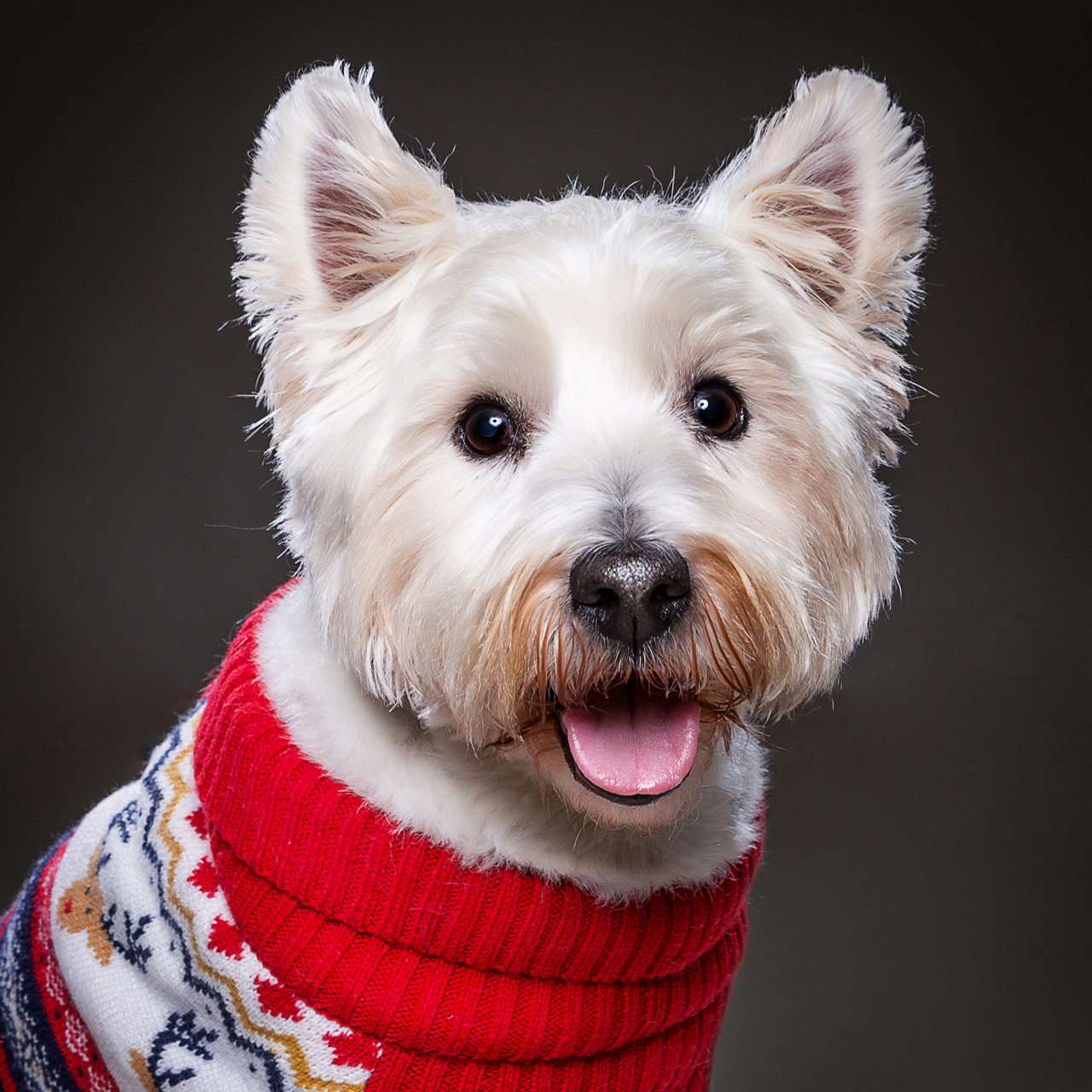 选择梗犬作为宠物需考虑生活方式和需求,并给予关爱和