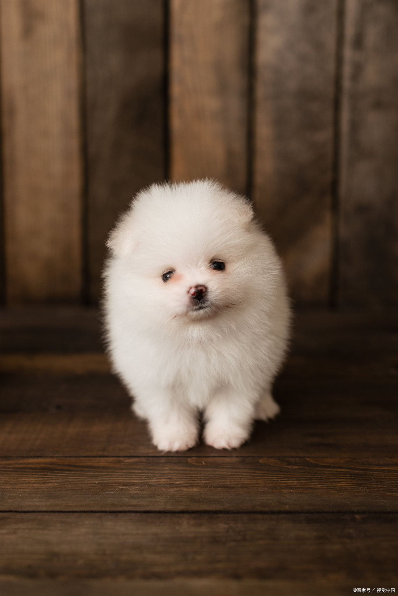 茶杯犬,作为一种迷你型犬种,因其娇小可爱的体型而备受喜爱.