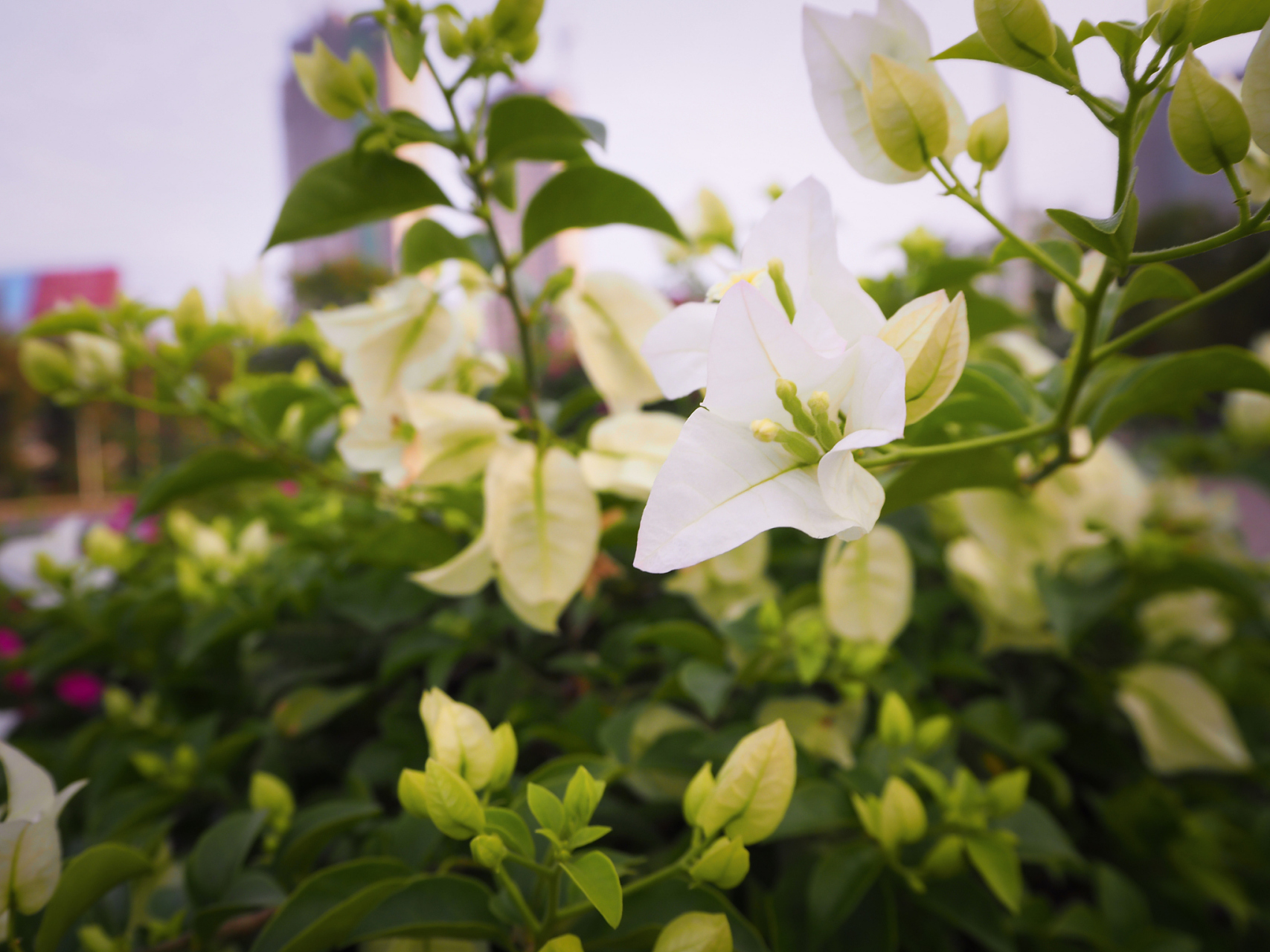 垂丝茉莉开花图片