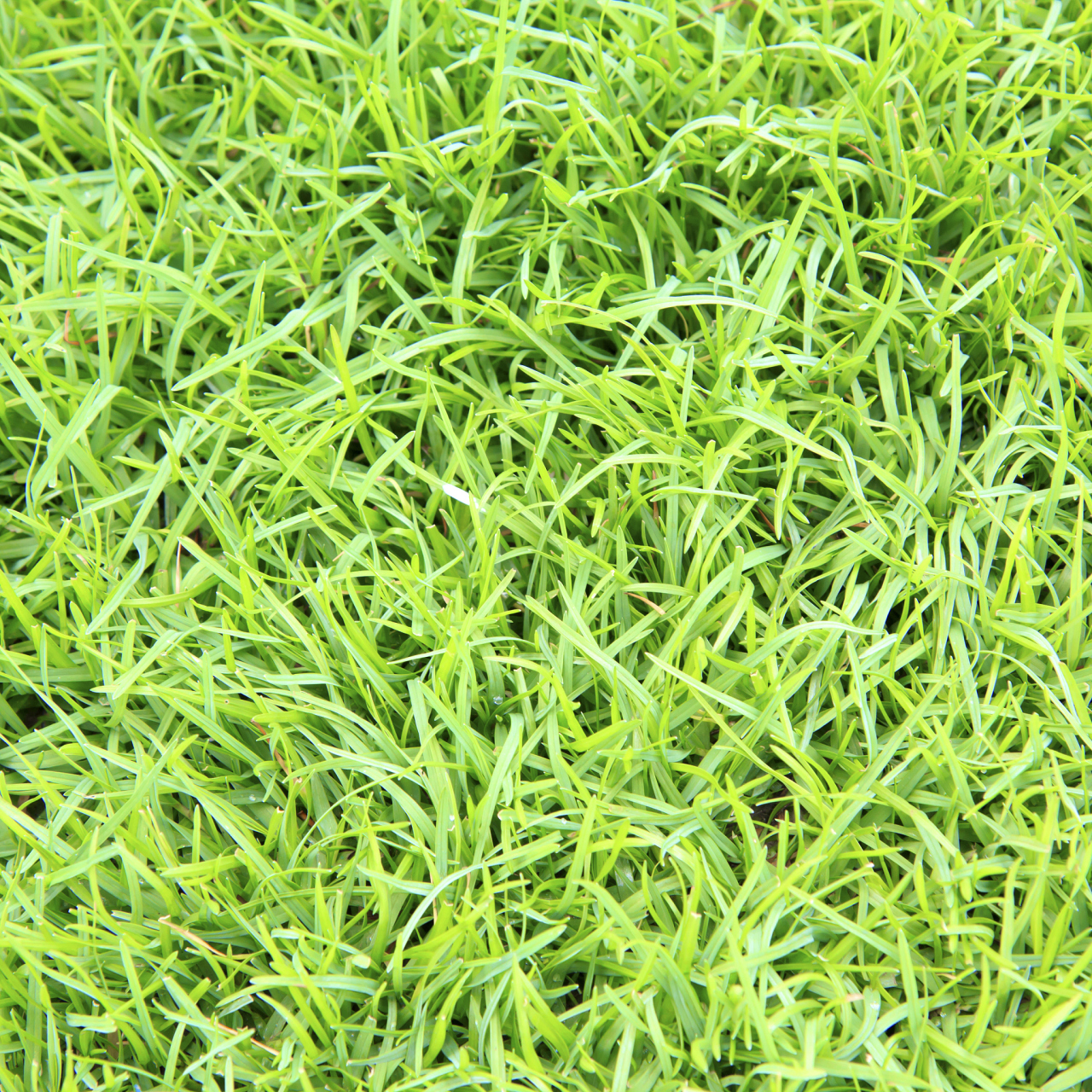 狗牙根草种植方法  狗牙根草是一种常见的多年生草本植物,以下是狗牙